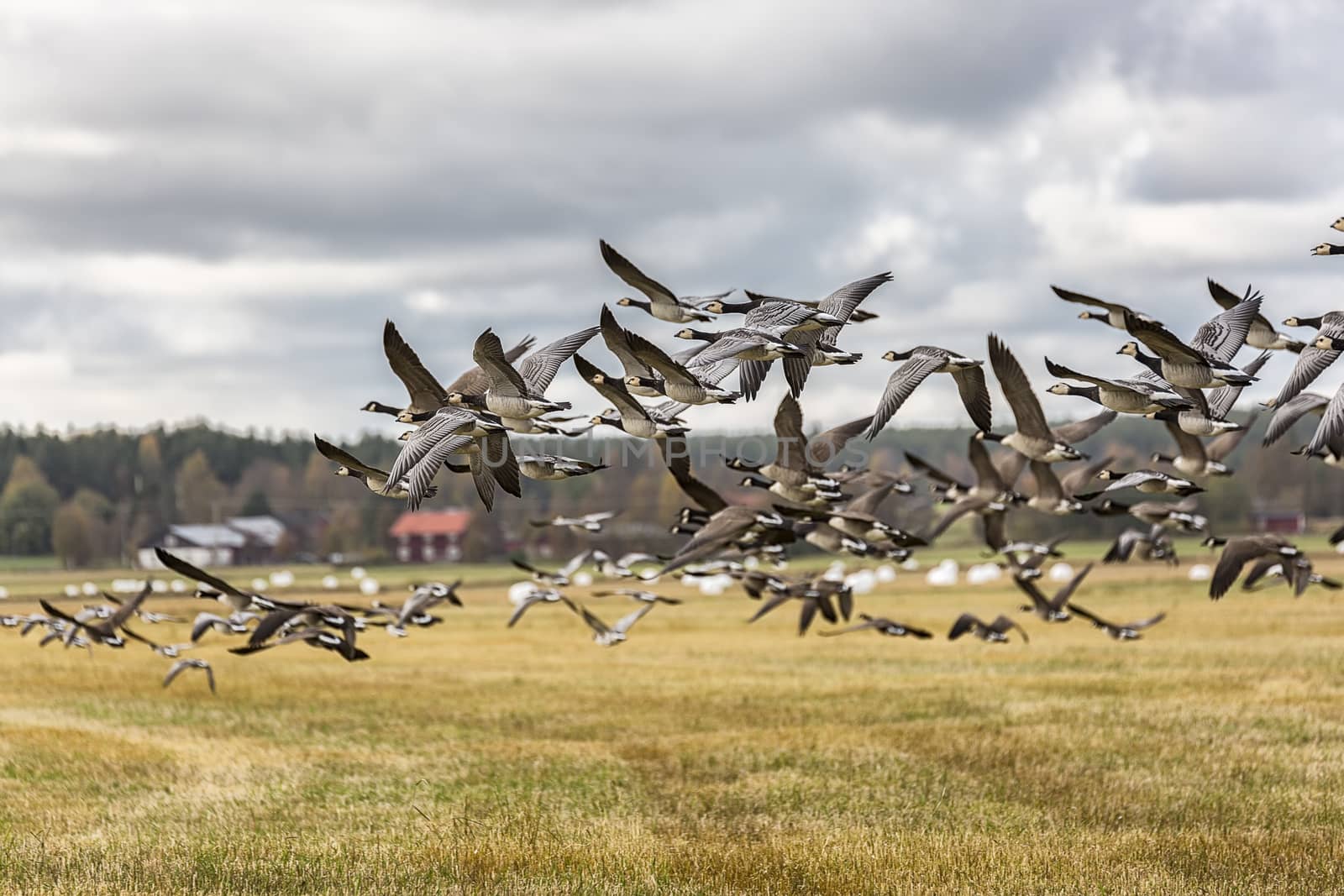 Flock of Canada Geese Flying over farm field.