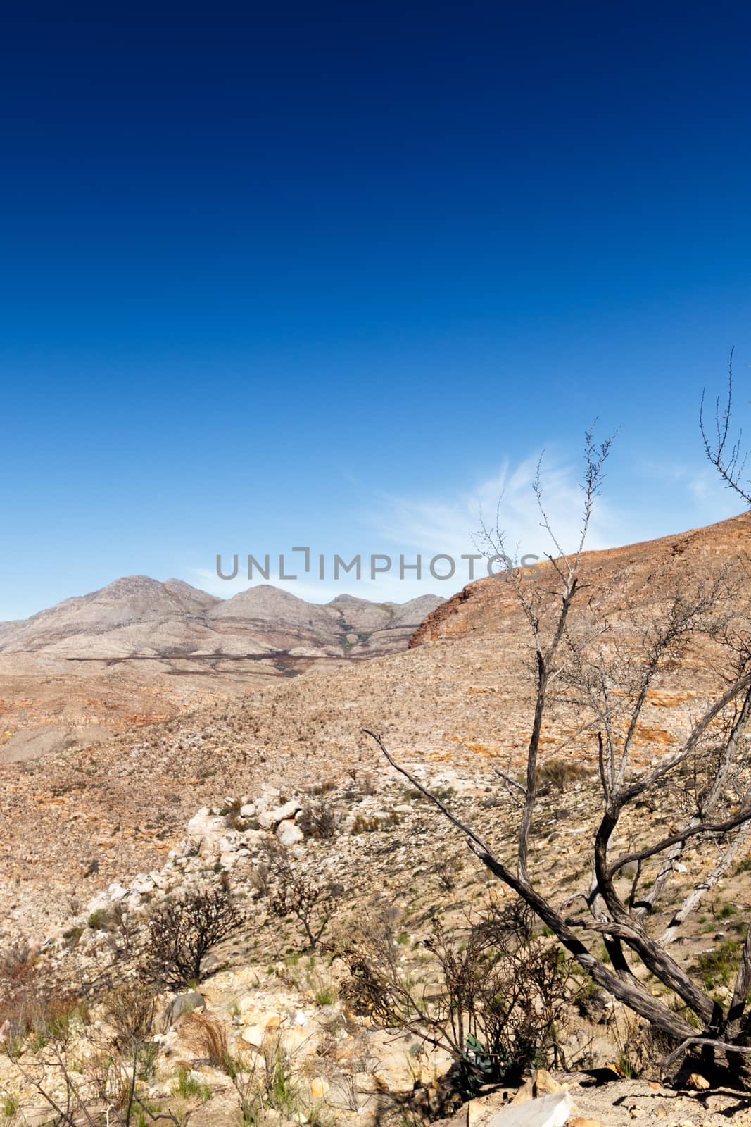 Dead tree with Beautiful clouds and mountains overlooking the barren landscape.
