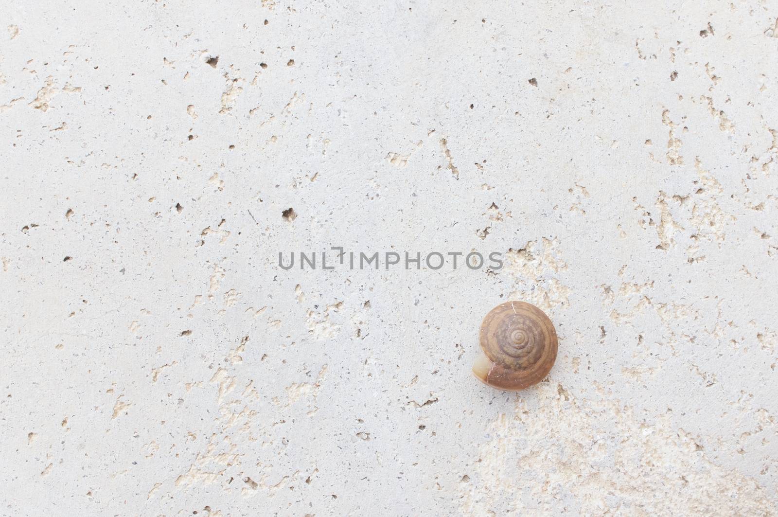 Empty brown snail shell on rough concrete floor by eaglesky