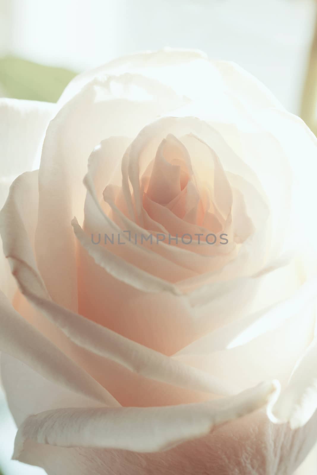 White rose background by Voinakh