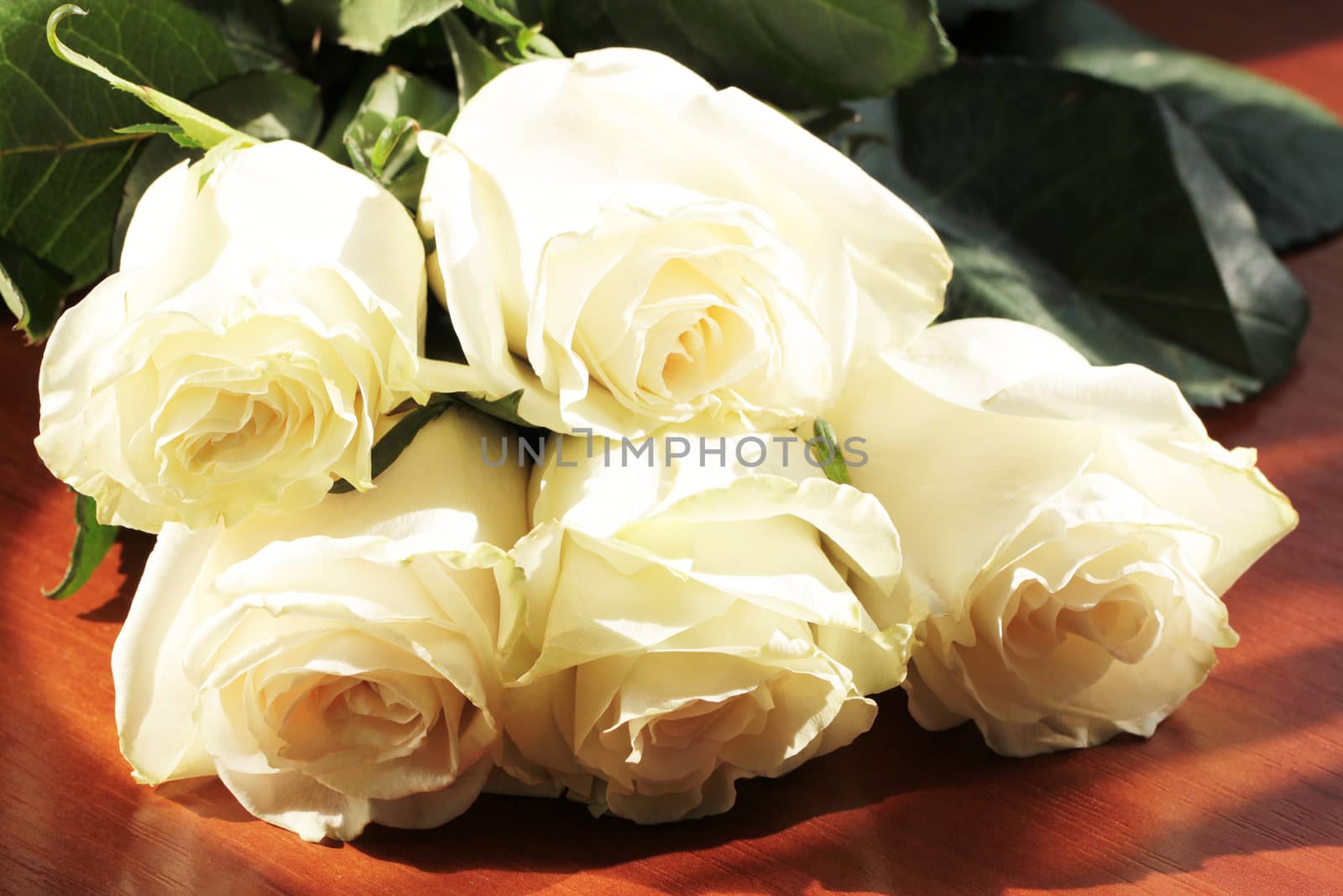 White rose background by Voinakh