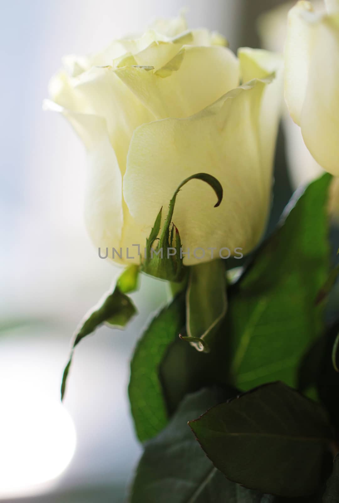 White rose background close up