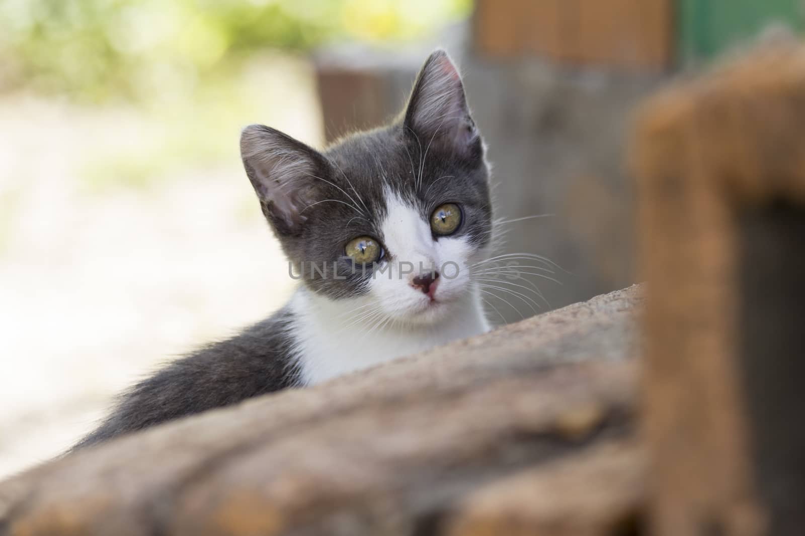 Charming grey-white kitten sitting on the street summer day