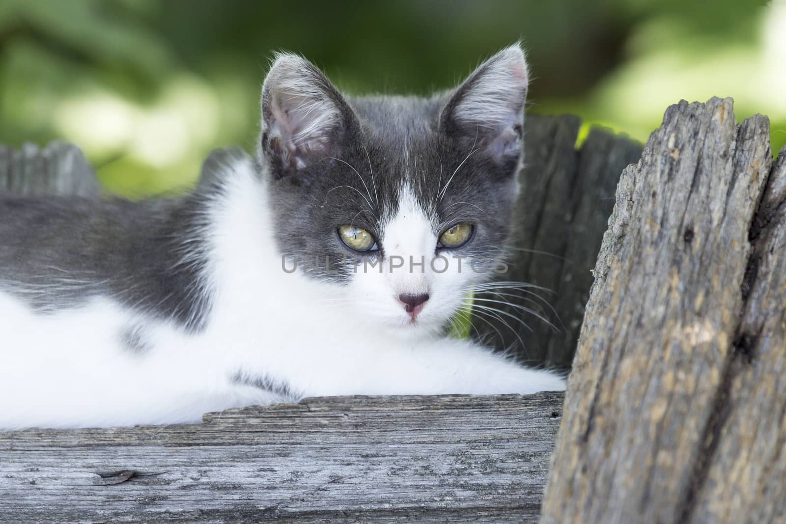 Charming grey-white kitten lying on the fence summer day
