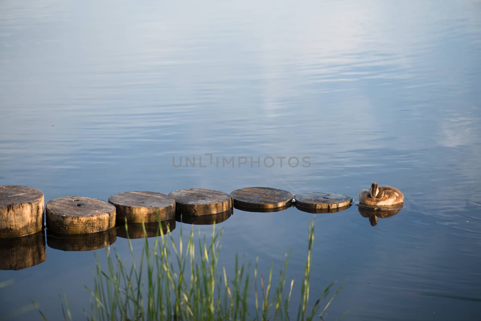 Duck and duckling in the morning autumn Lake by skrotov