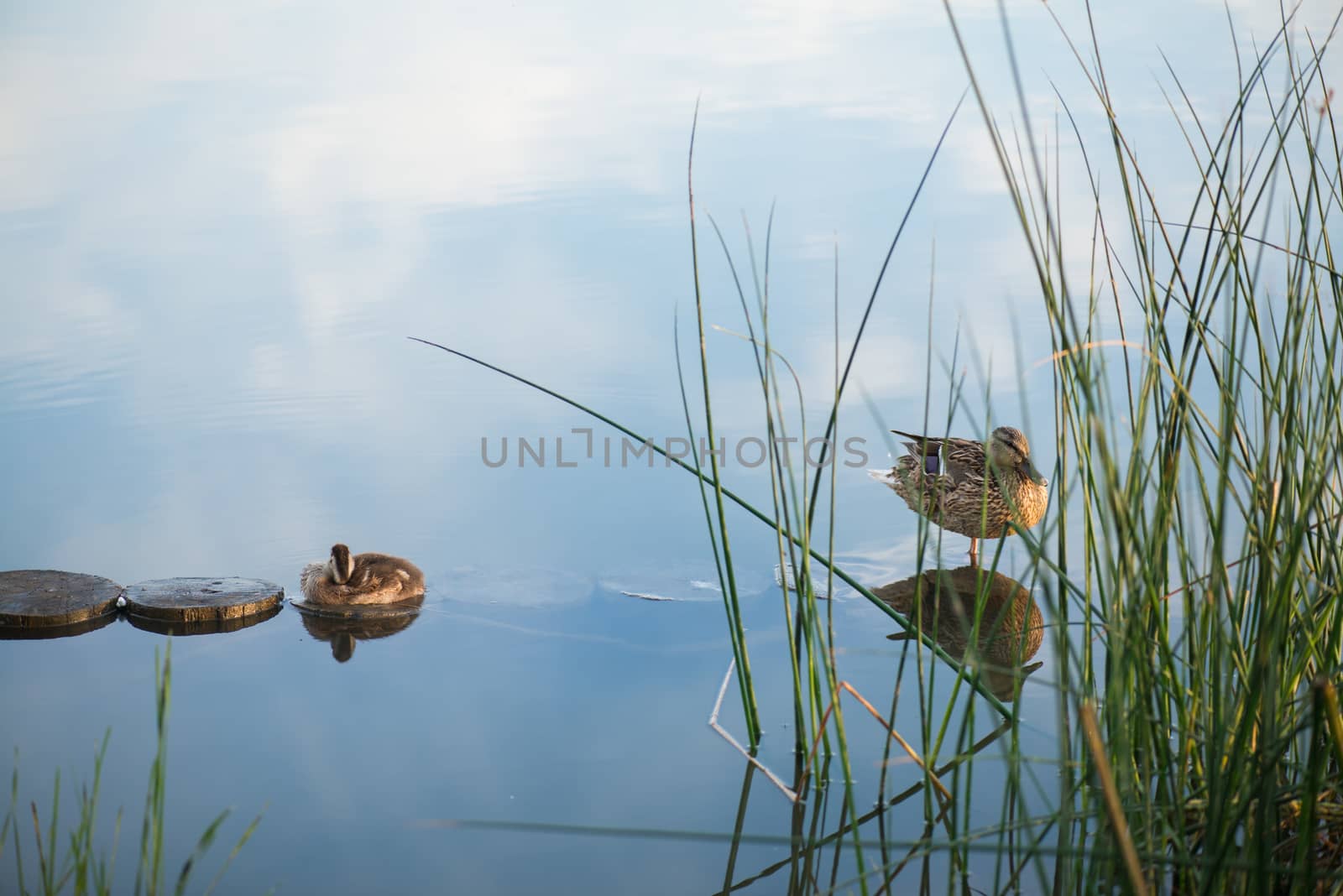 Duck and duckling in the morning autumn Lake by skrotov