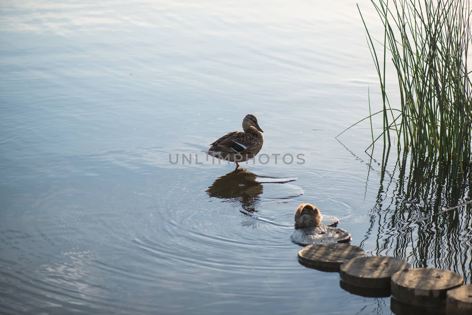Duck and duckling in the morning autumn Lake by skrotov
