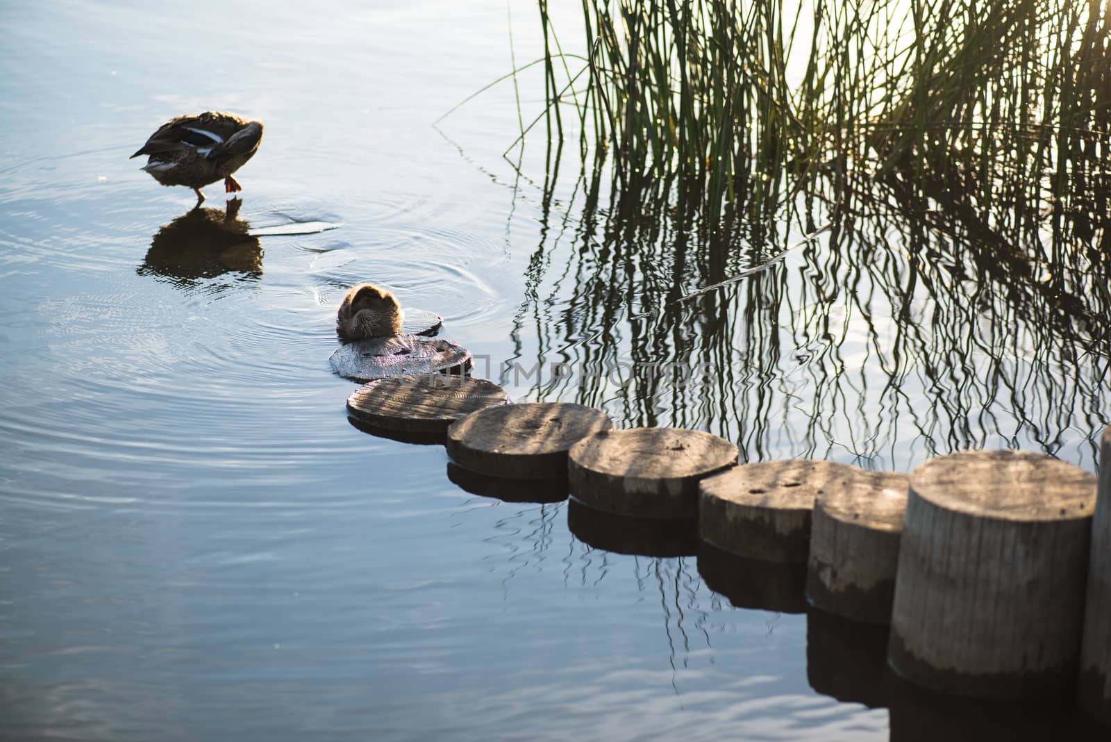 Duck and duckling in the morning autumn Lake by skrotov