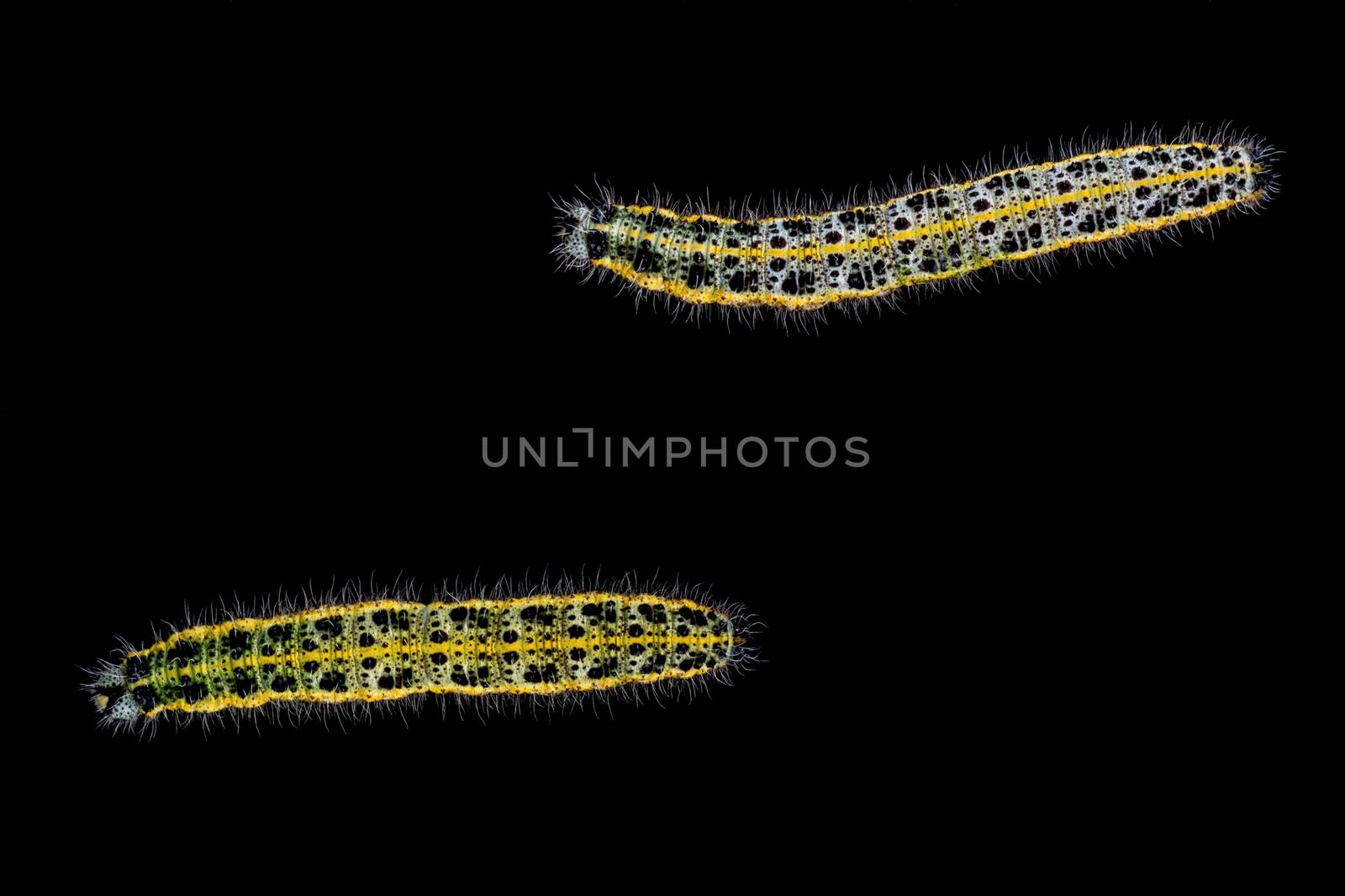 Colored caterpillar isolated on a black background