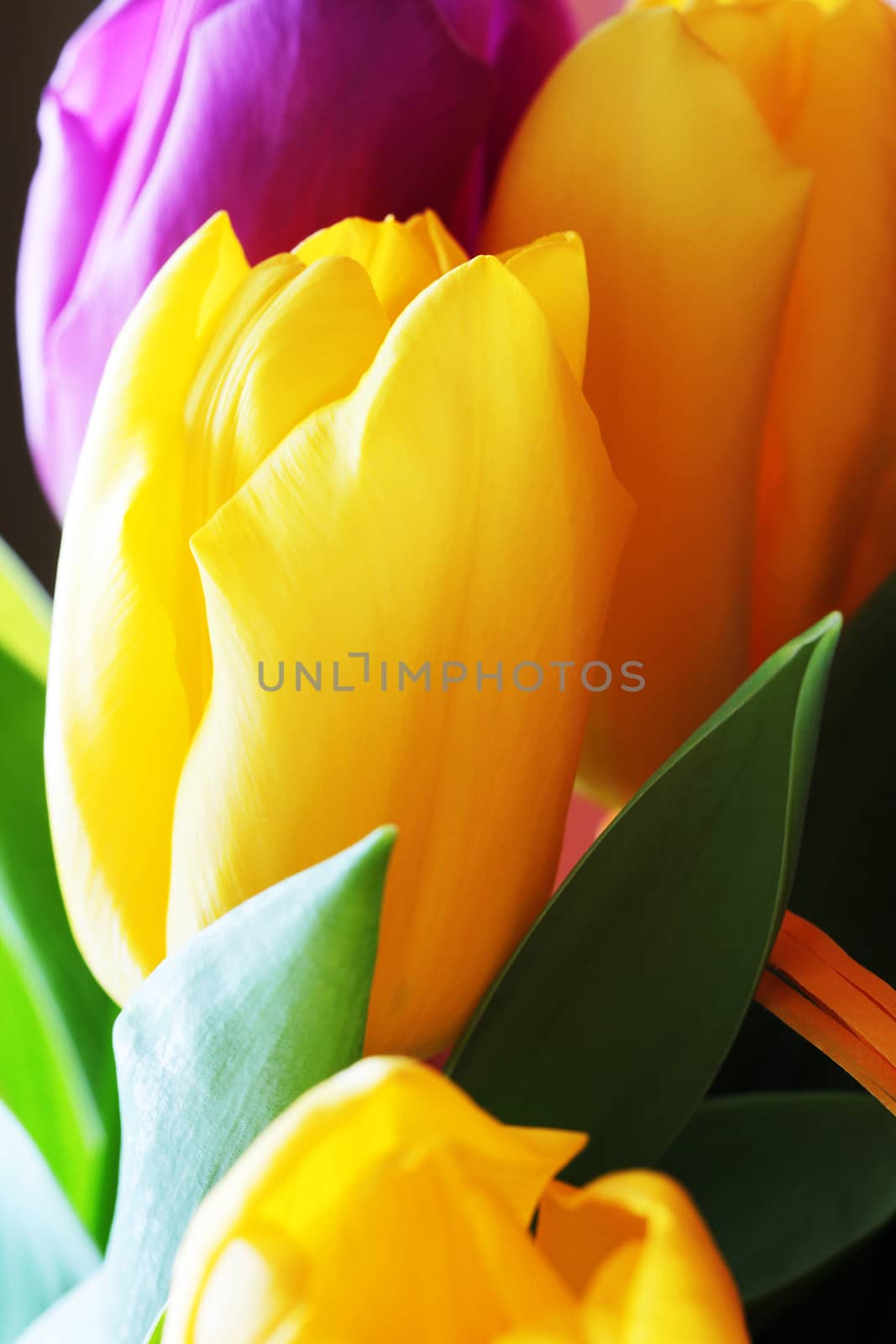 Wonderful tulip bouquet bright closeup macro photo