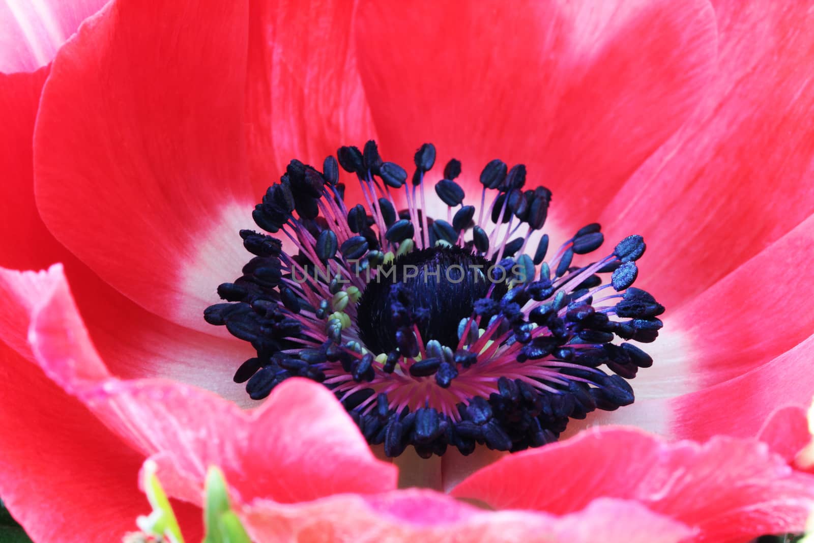 Red poppy flower macro close up photo