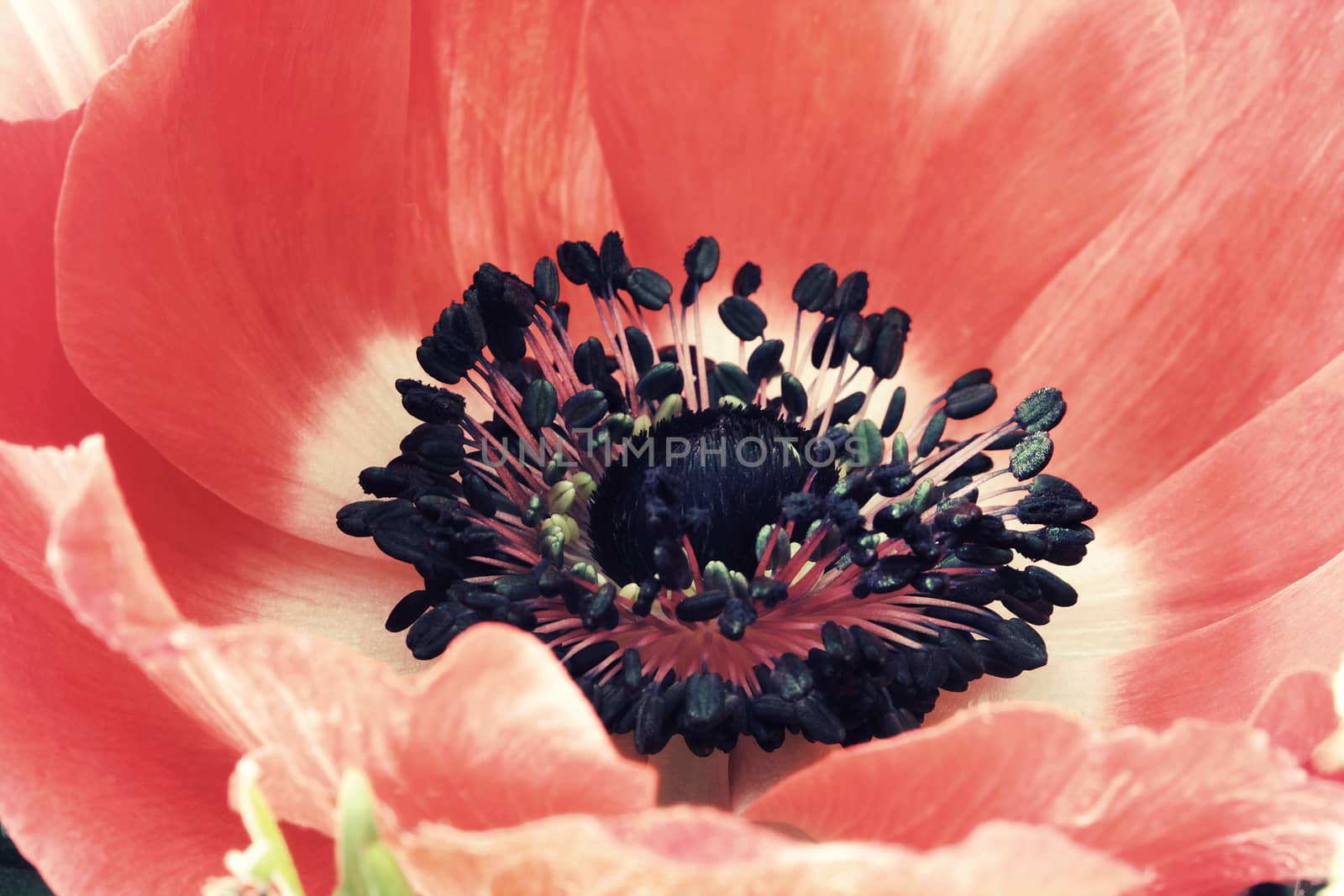 Red poppy flower macro close up photo  in vintage style