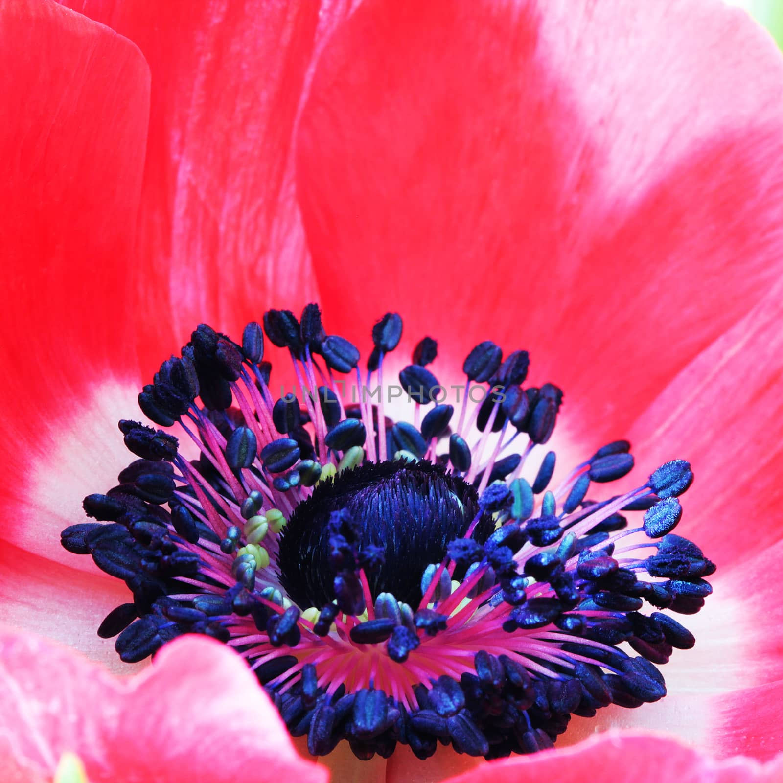 Red poppy flower macro photo by Voinakh