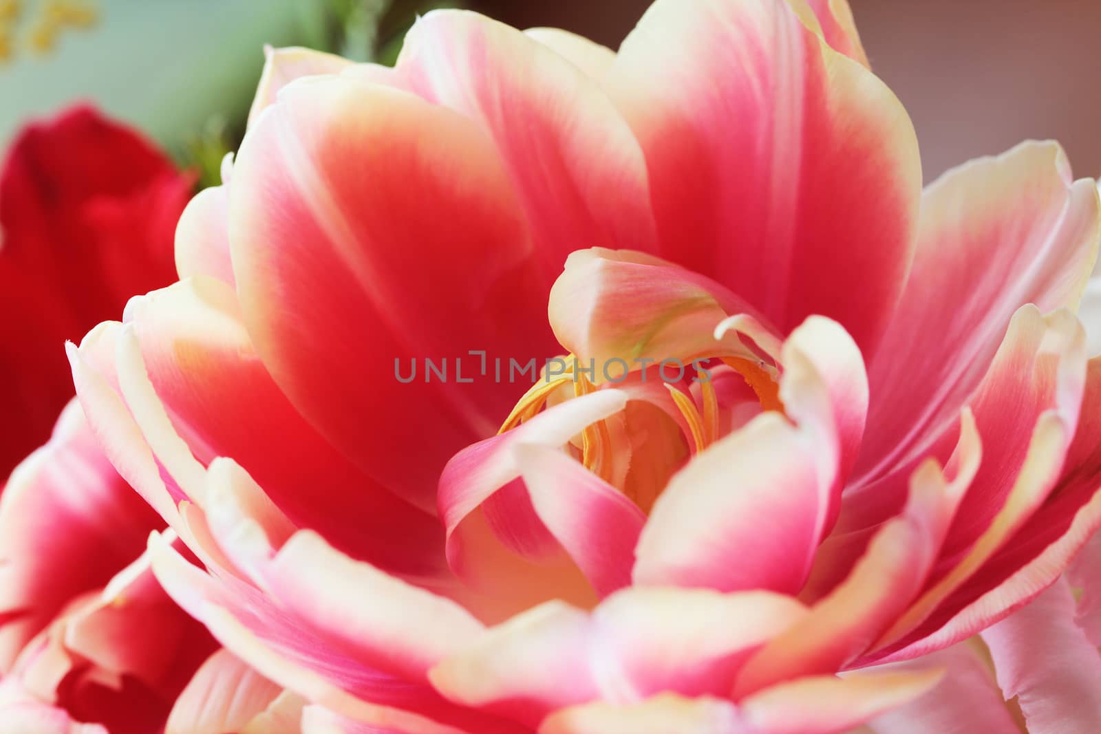 Beautiful close up macro photo of tulip