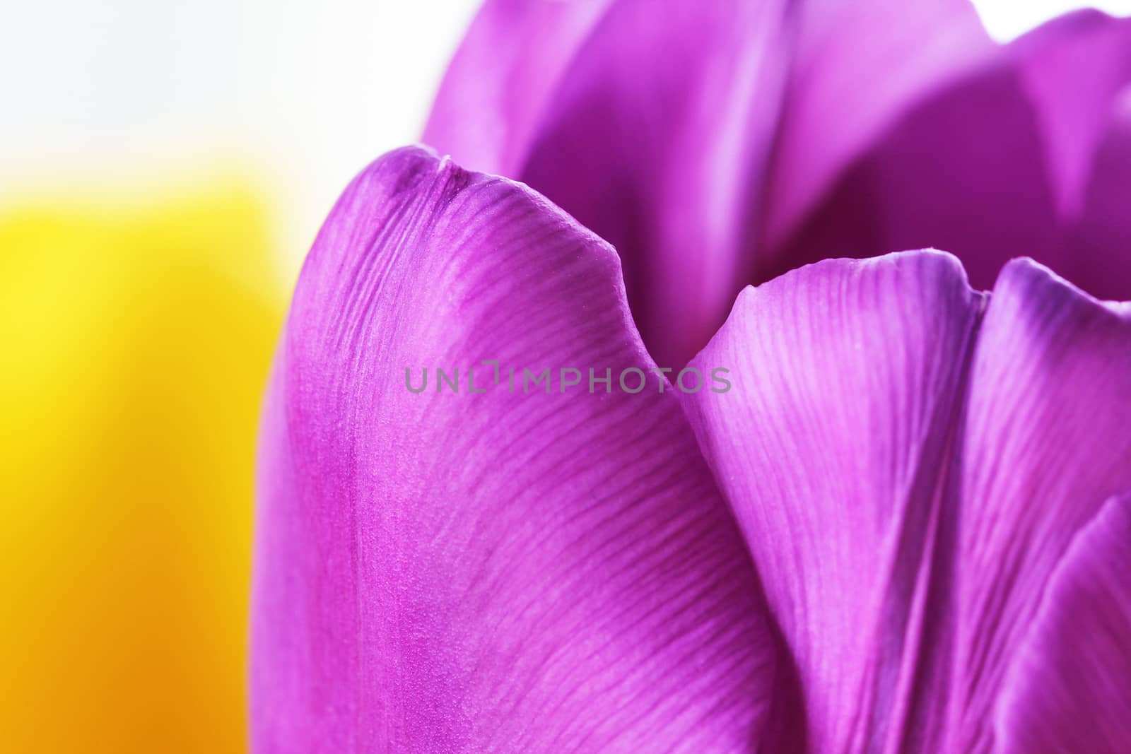 Beautiful close up macro photo of tulip