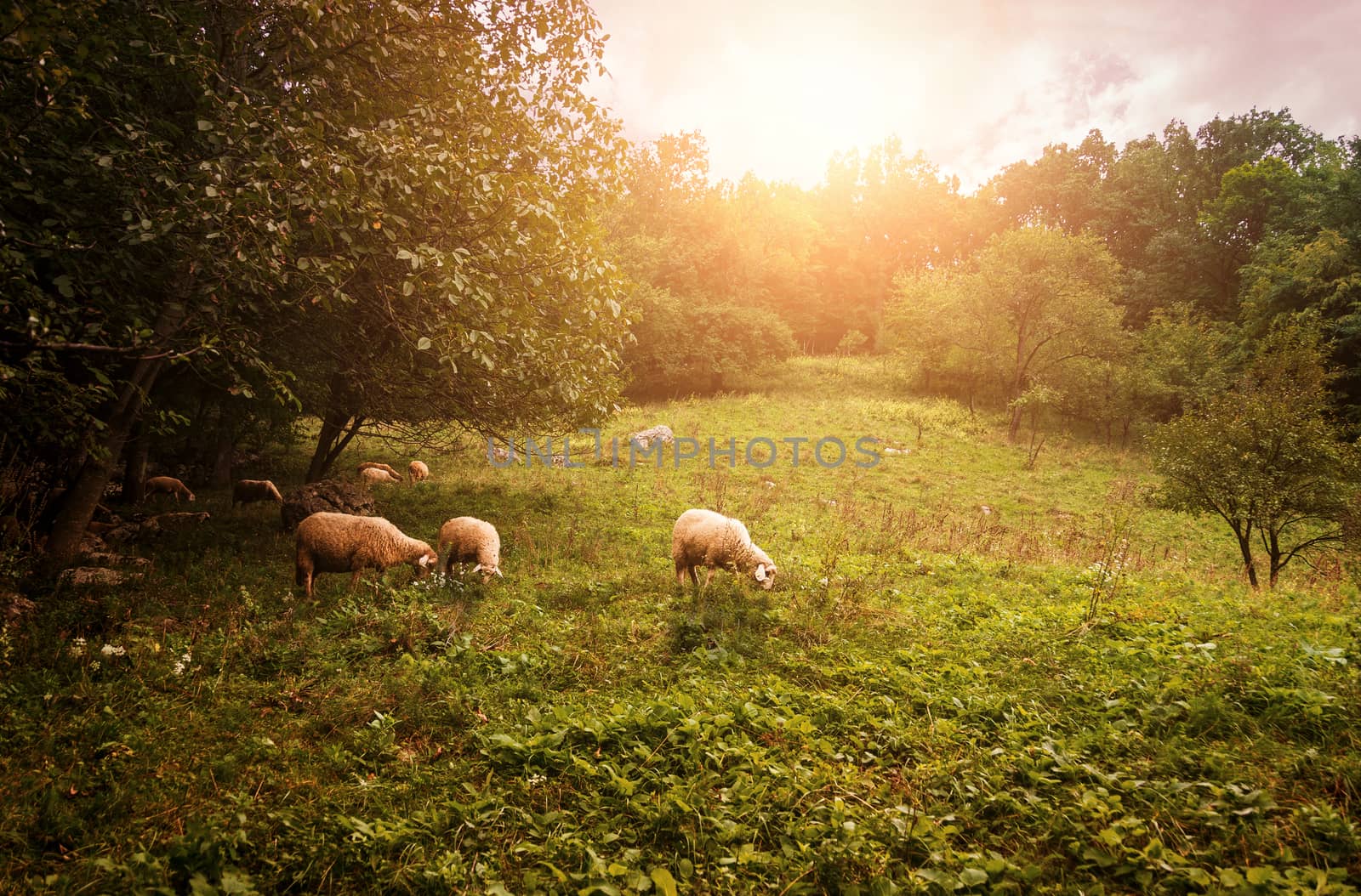 Group of sheep grazing grass on pasture on a meadow.