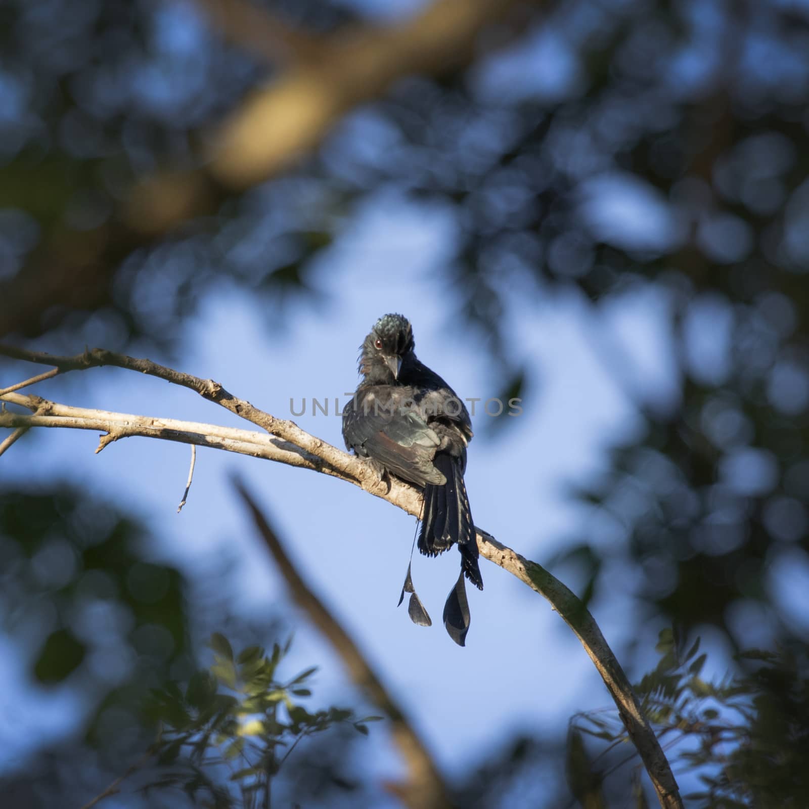 Image of Greater Racket-tailed Drongo perched on tree branch. in by yod67