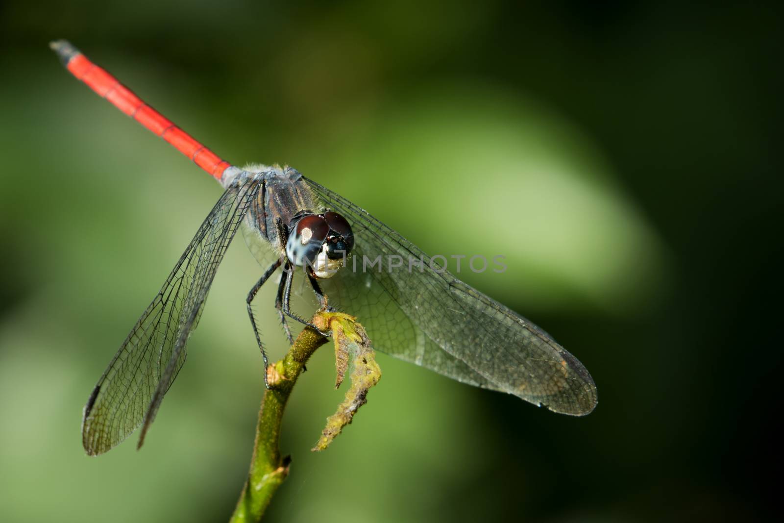 Image of dragonfly perched on a tree branch by yod67