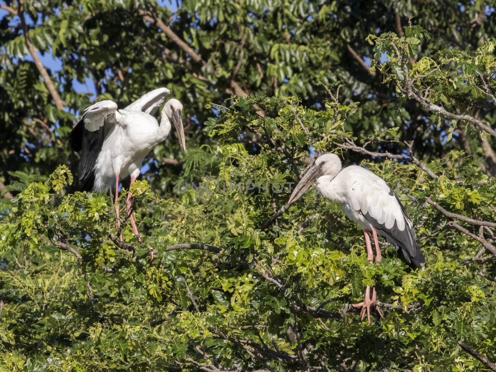 Image of stork perched on tree branch. by yod67