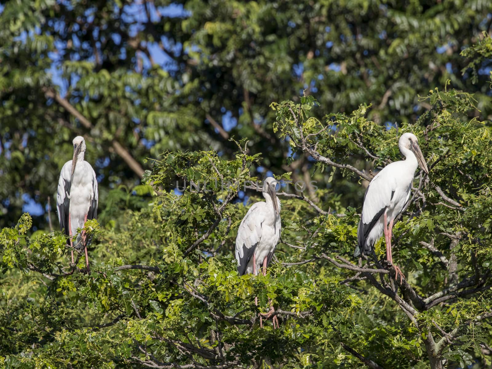 Image of stork perched on tree branch.