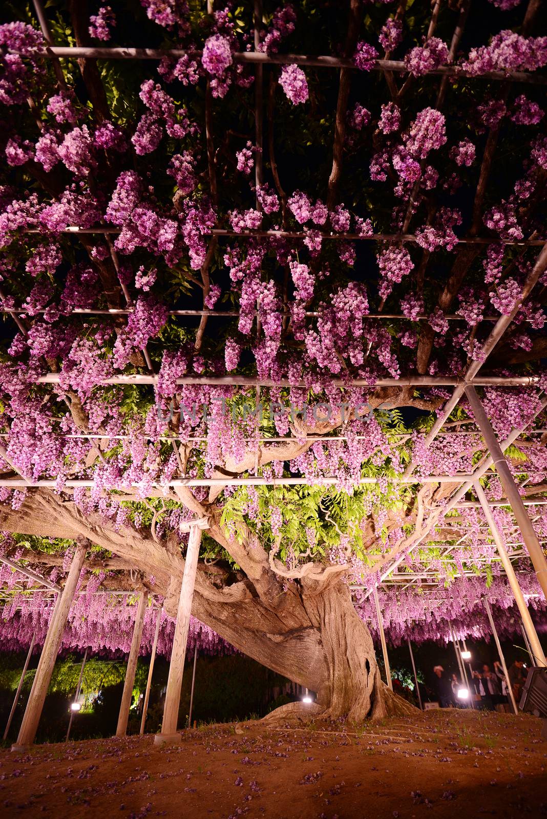 wisteria flowers in japan with illumination