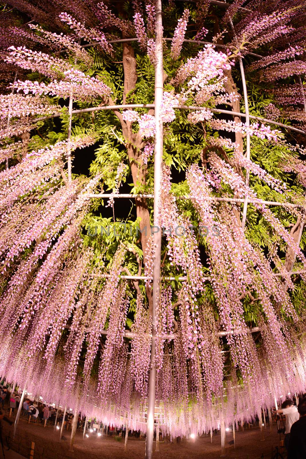 wisteria flowers in japan with illumination