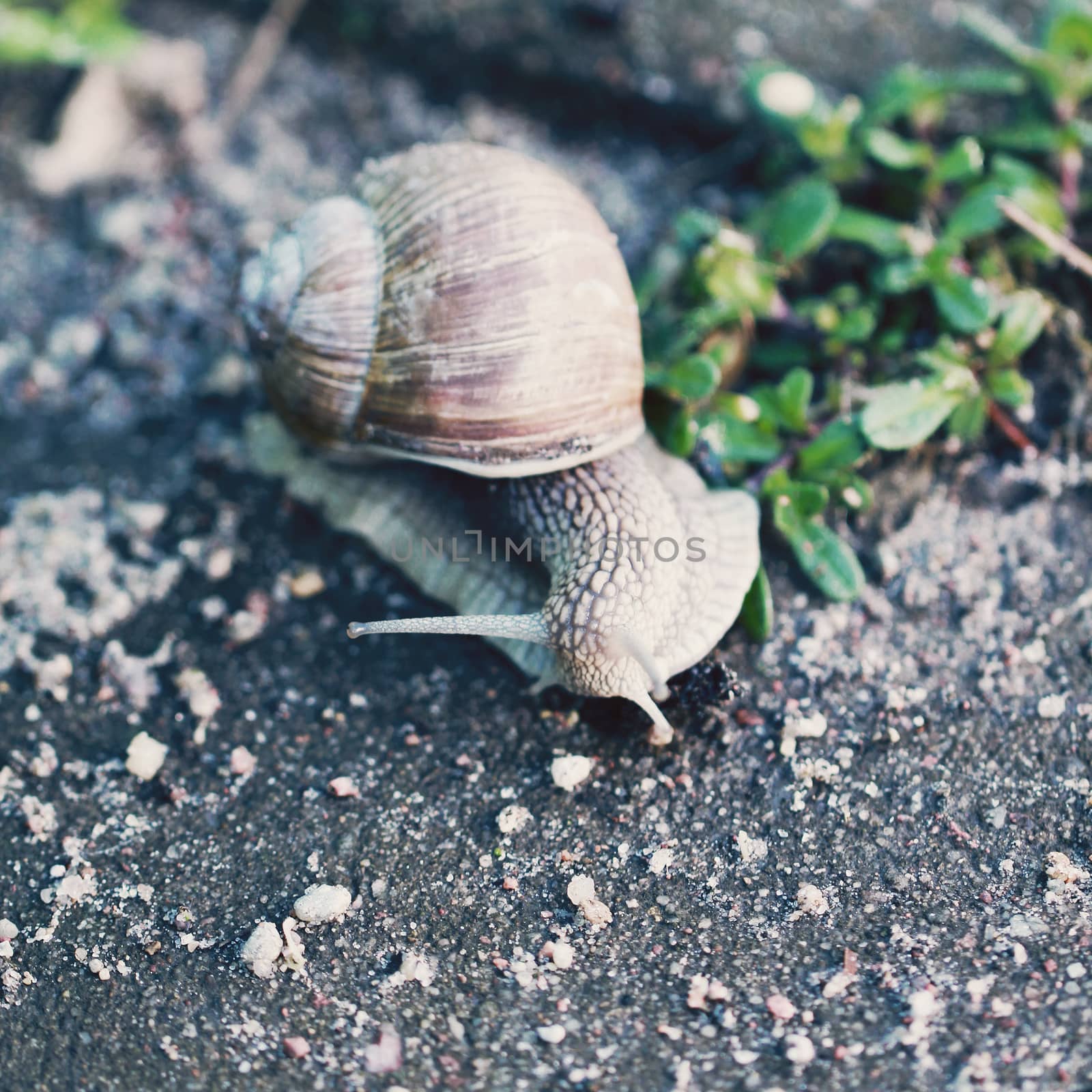 Snail on the road close up photo in retro style