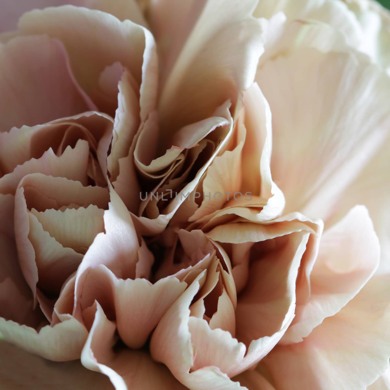 Carnation flower close up beautiful macro photo