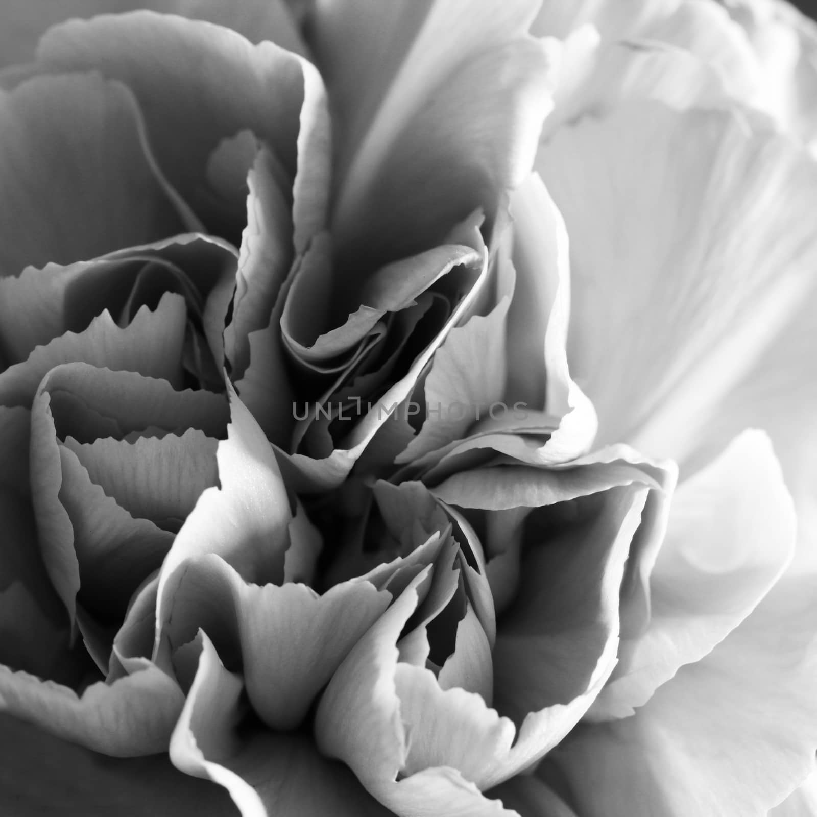 Carnation flower close up beautiful macro photo black and white