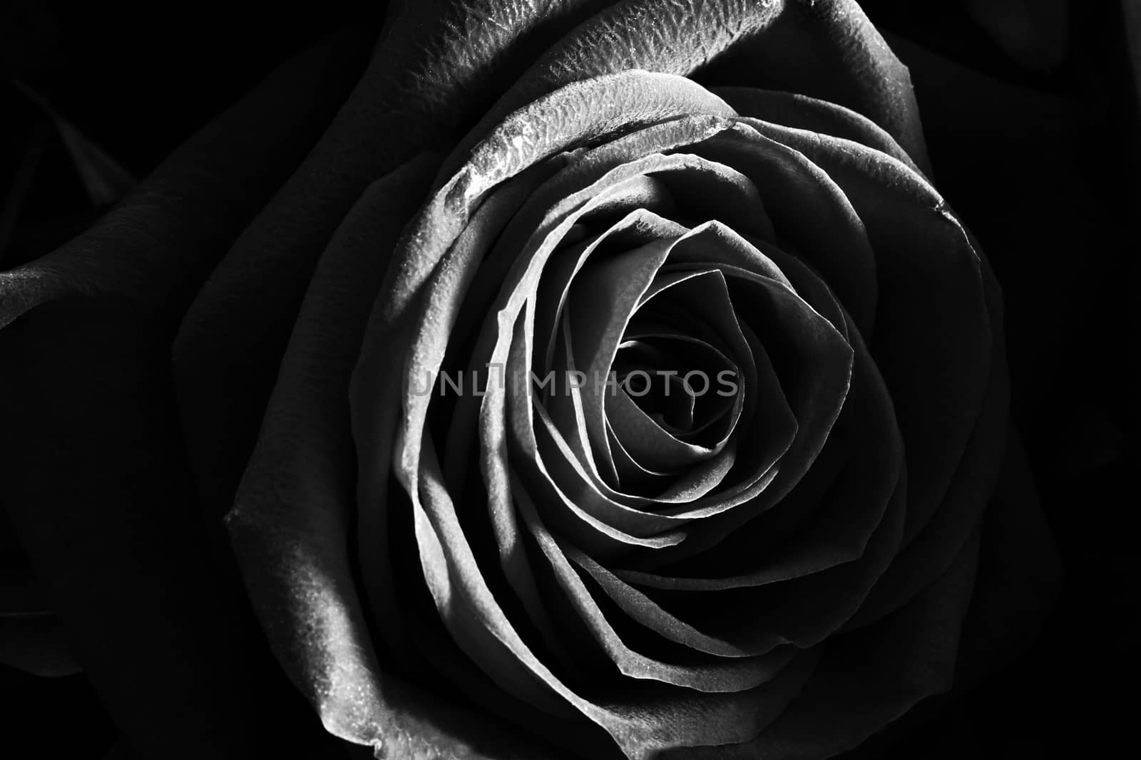 Black and white rose close up photo by Voinakh