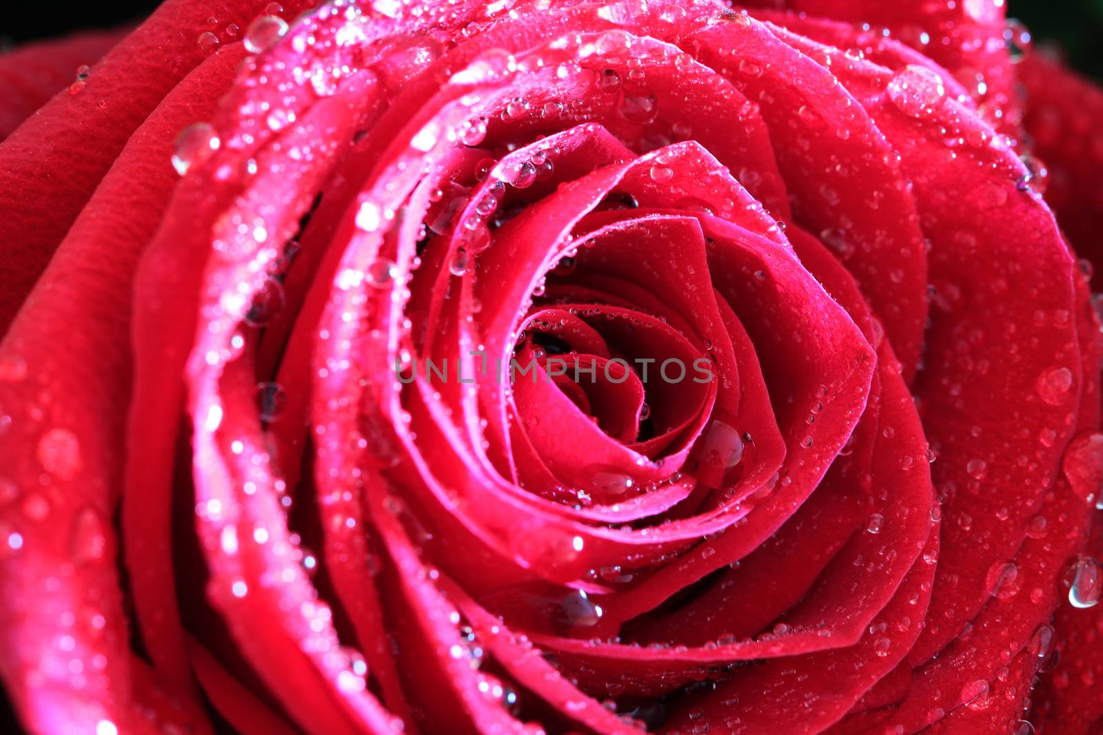 Red rose close up photo by Voinakh