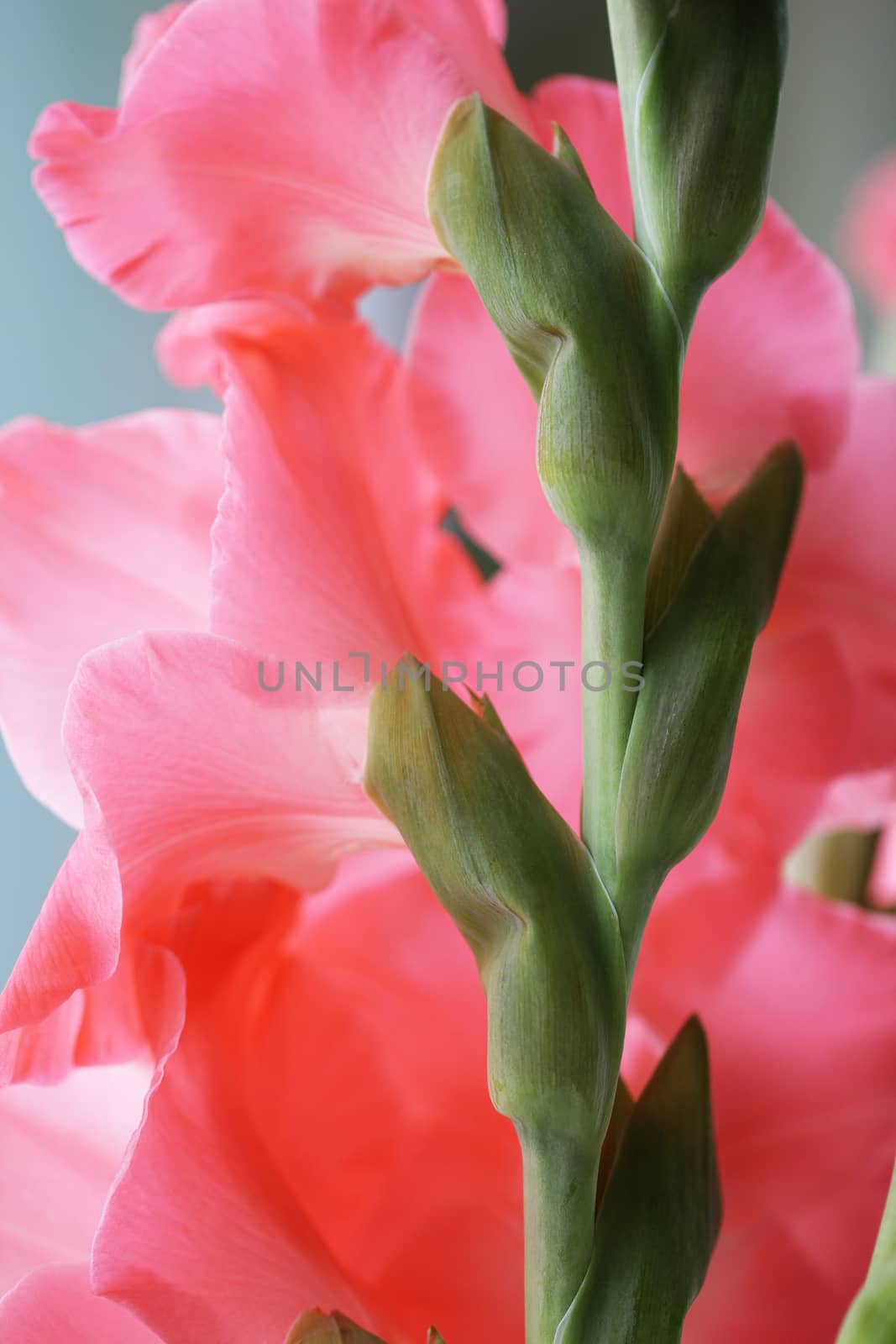 Beautiful pink gladiolus flowers by Voinakh