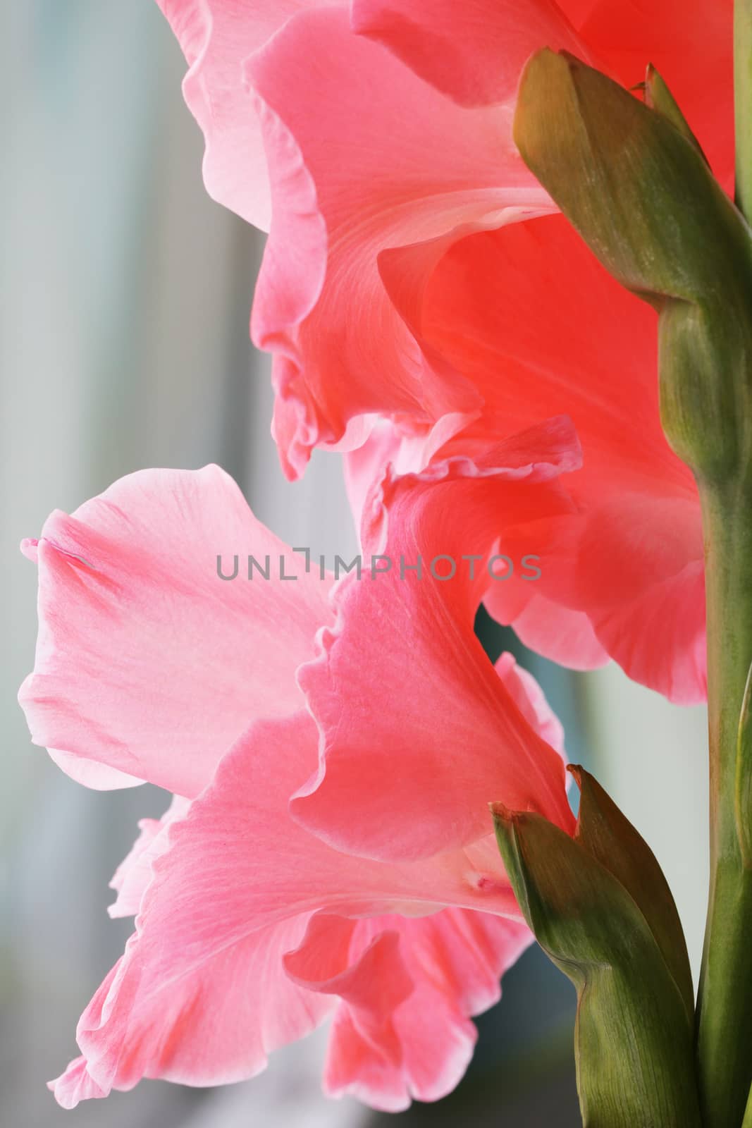 Beautiful pink gladiolus flowers close up bright photo
