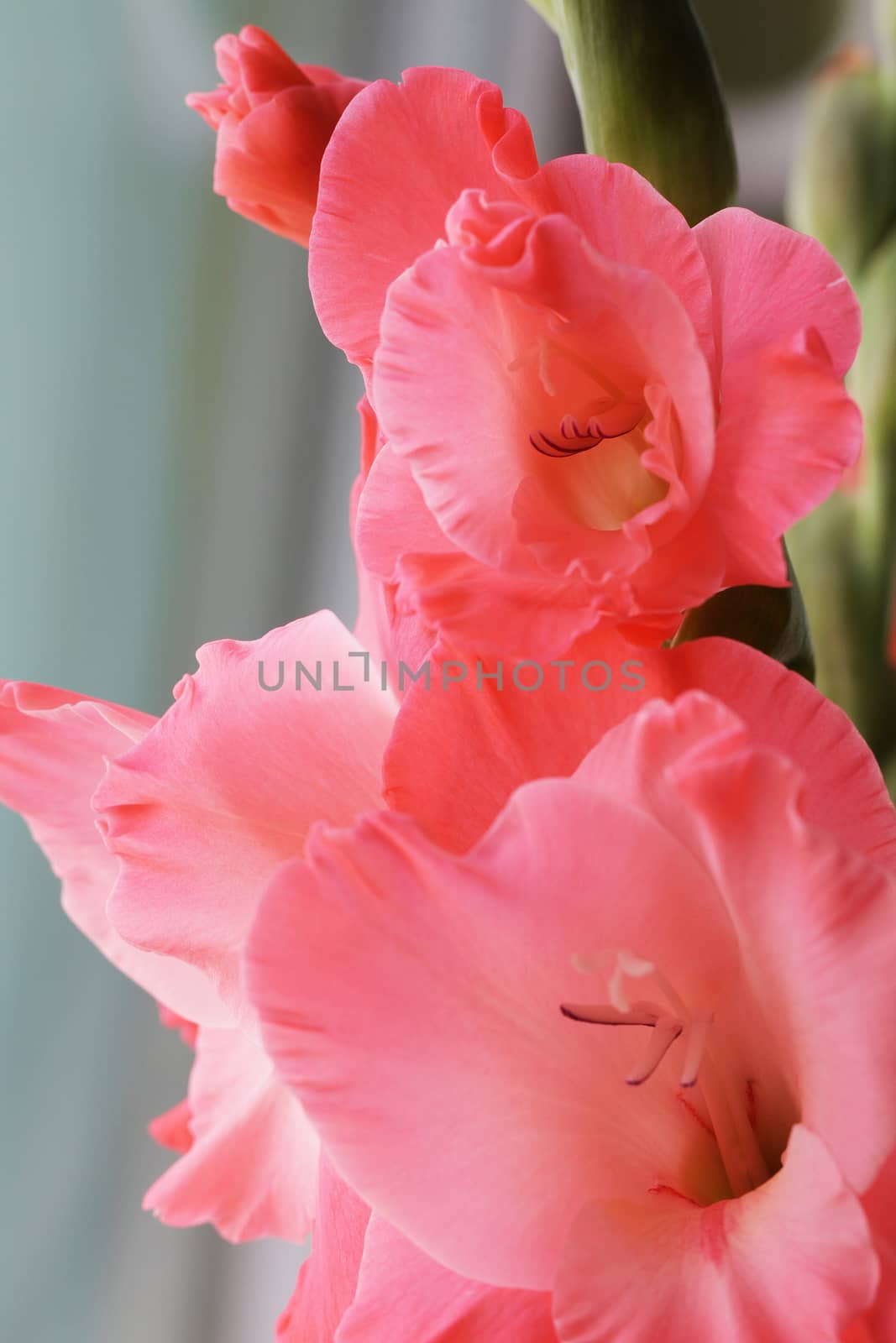 Beautiful pink gladiolus flowers close up bright photo