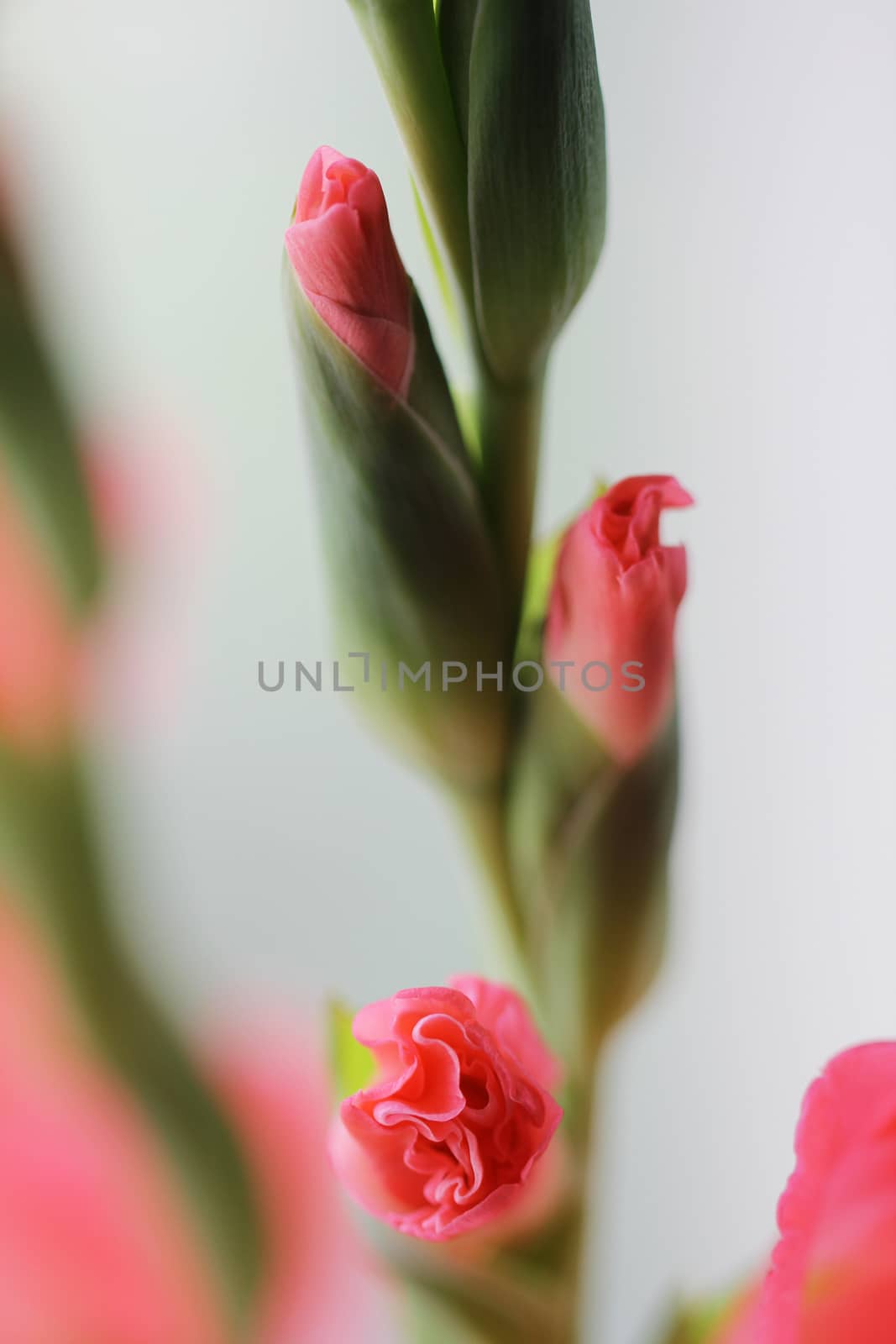 Beautiful pink gladiolus flowers close up bright photo