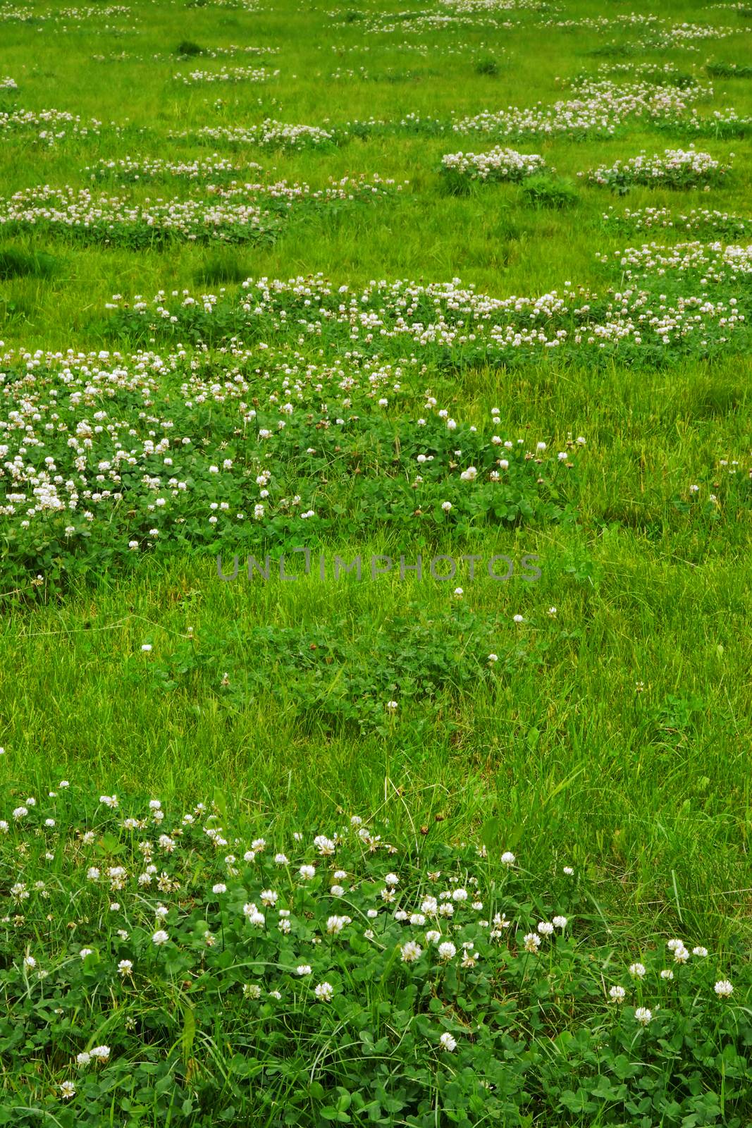 Green grass field texture with clover flowers.