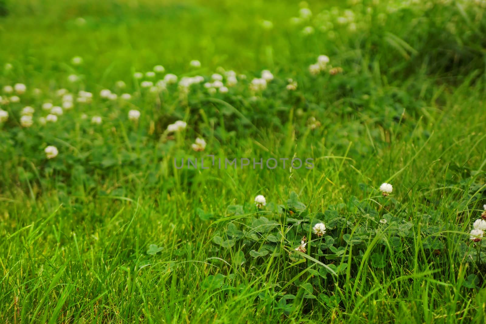 Green grass field texture with clover flowers.