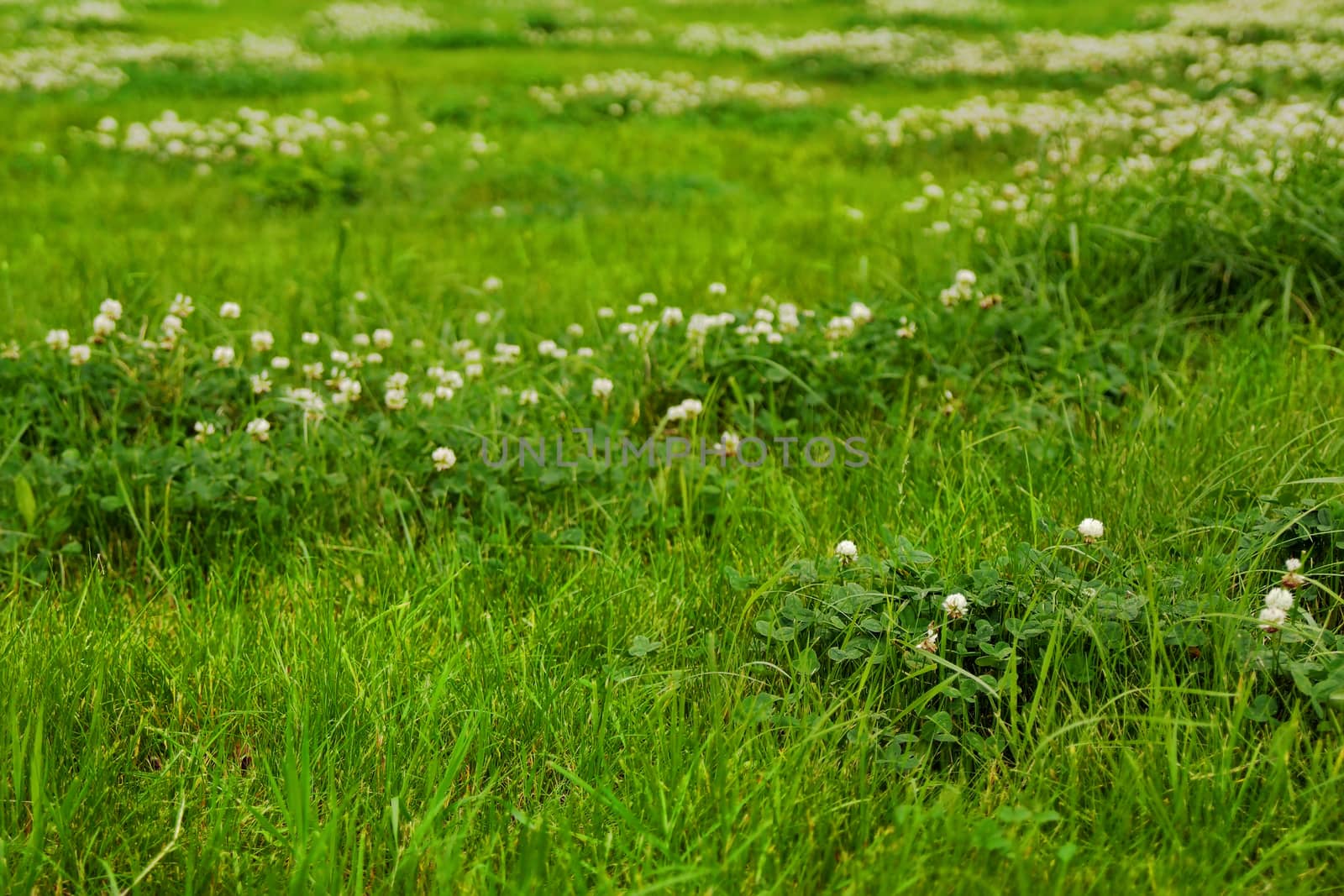 Green grass texture from a field by mowgli