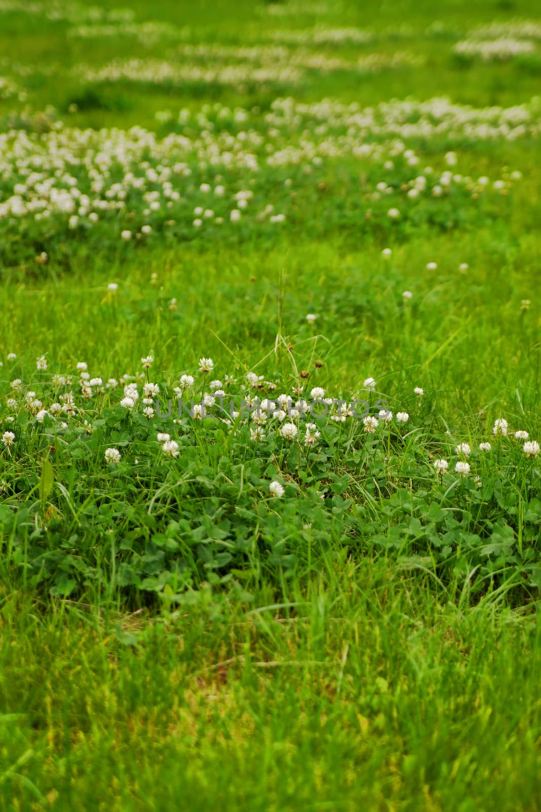 Green grass texture from a field by mowgli