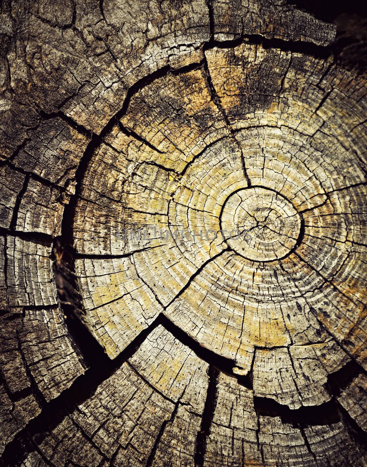 abstract background old wood with tree rings