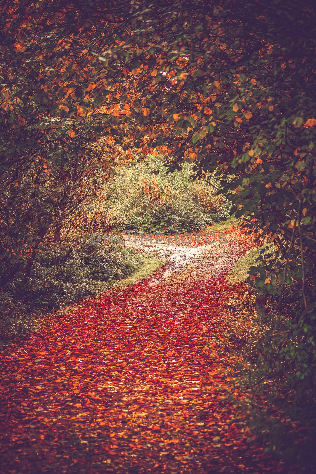 Autumn leaves on a forest trail in beautiful colors