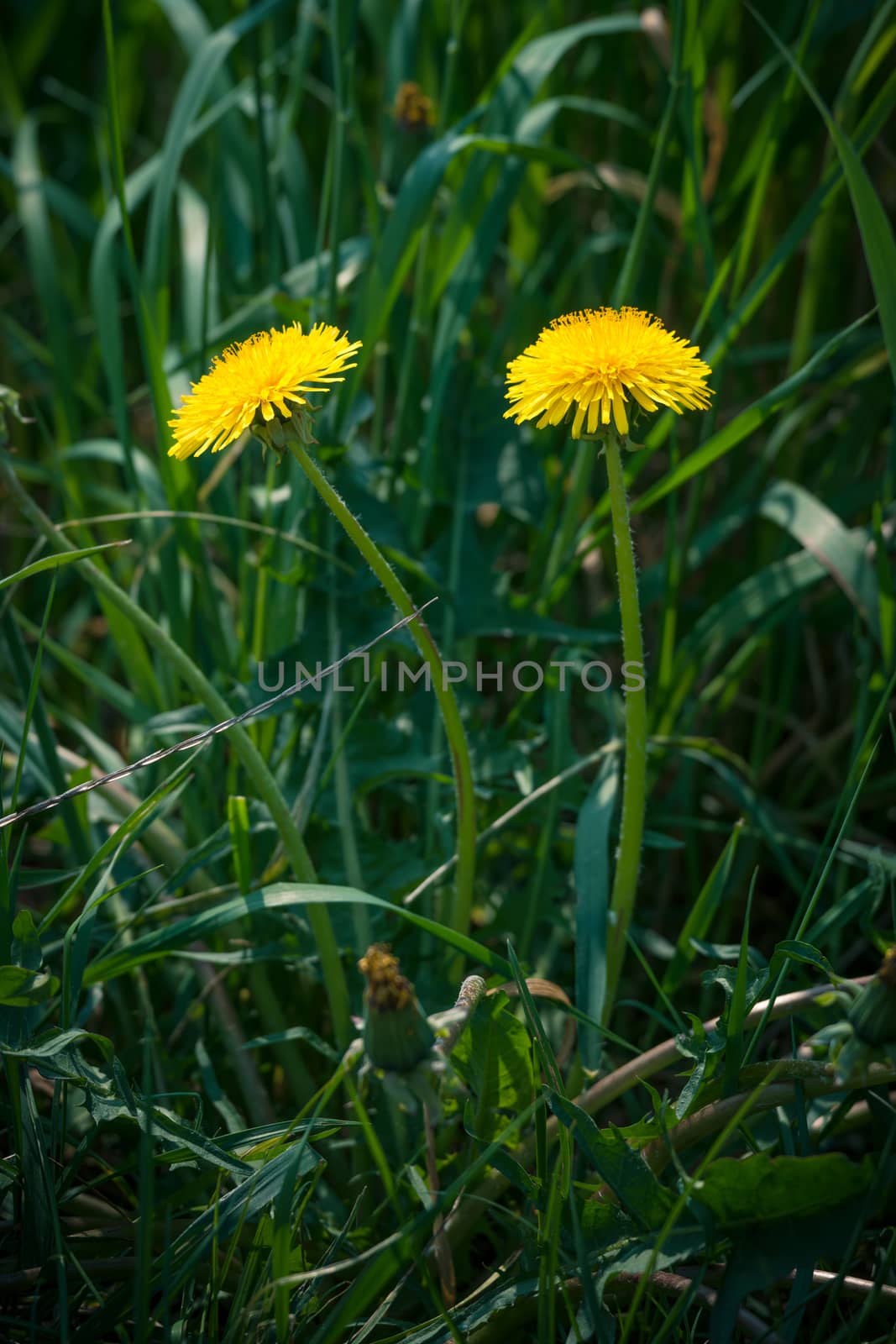 Yellow dandelions on a green field by Sportactive