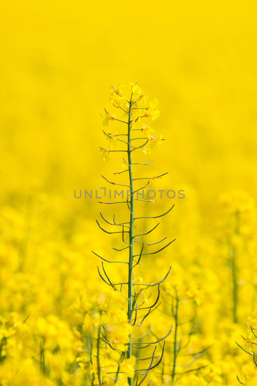 Rapeseed flower rising up on a yellow field