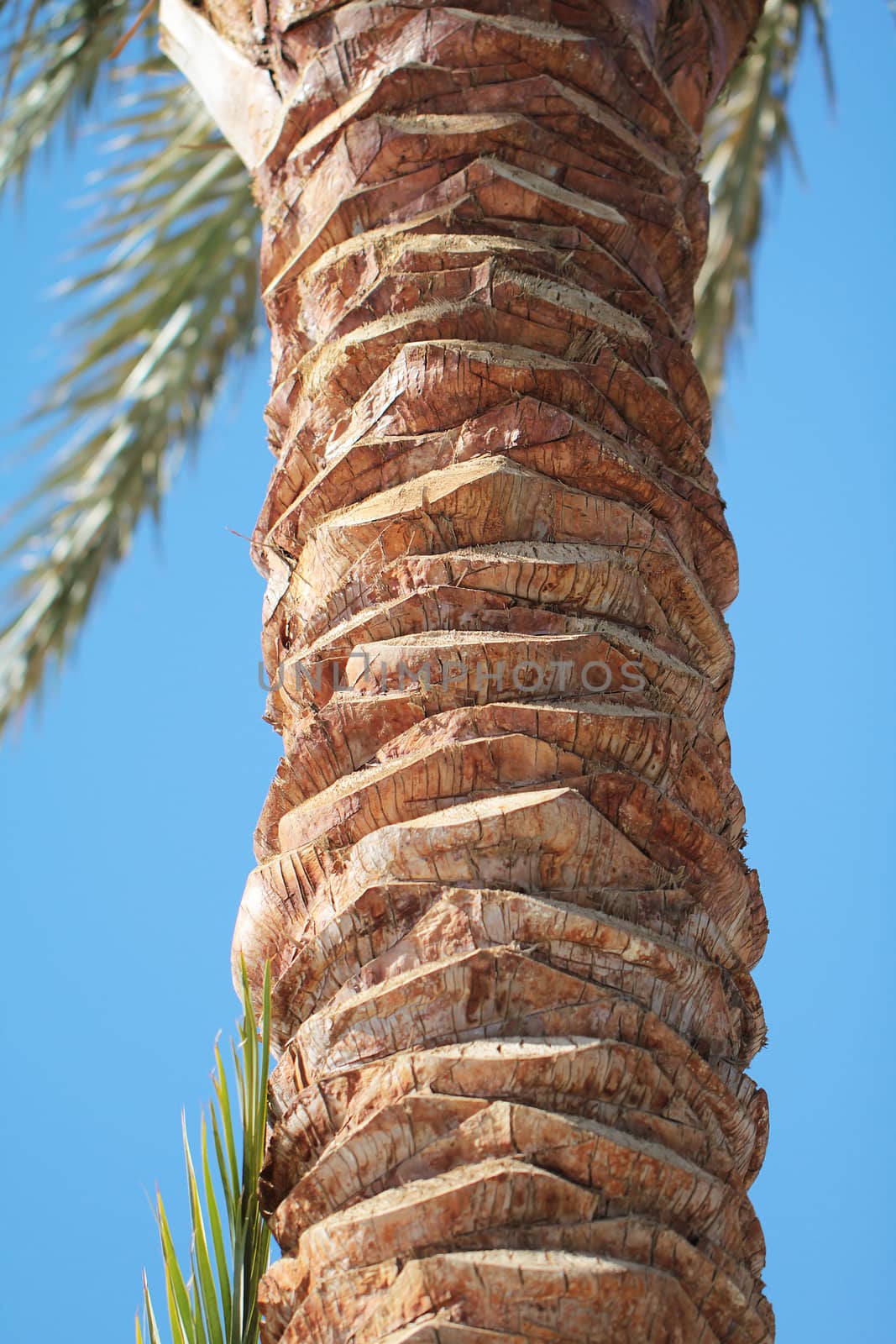 Date palm trunk close up beautiful  photo