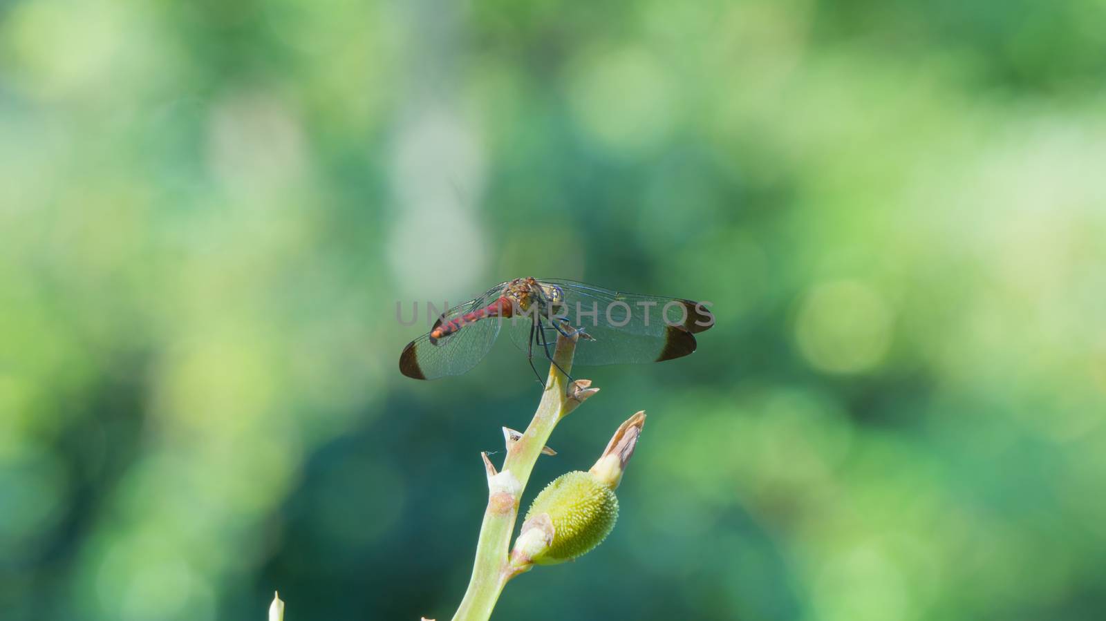 Beautiful dragonfly in the nature