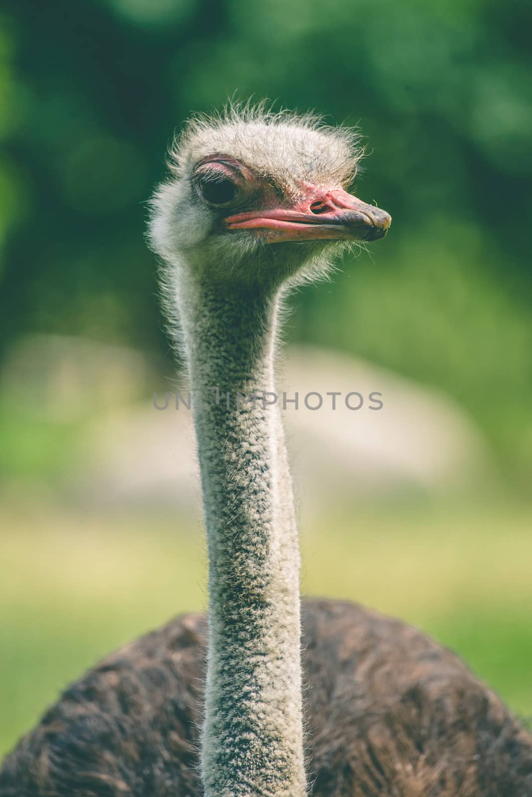 Ostrich with a long neck by Sportactive