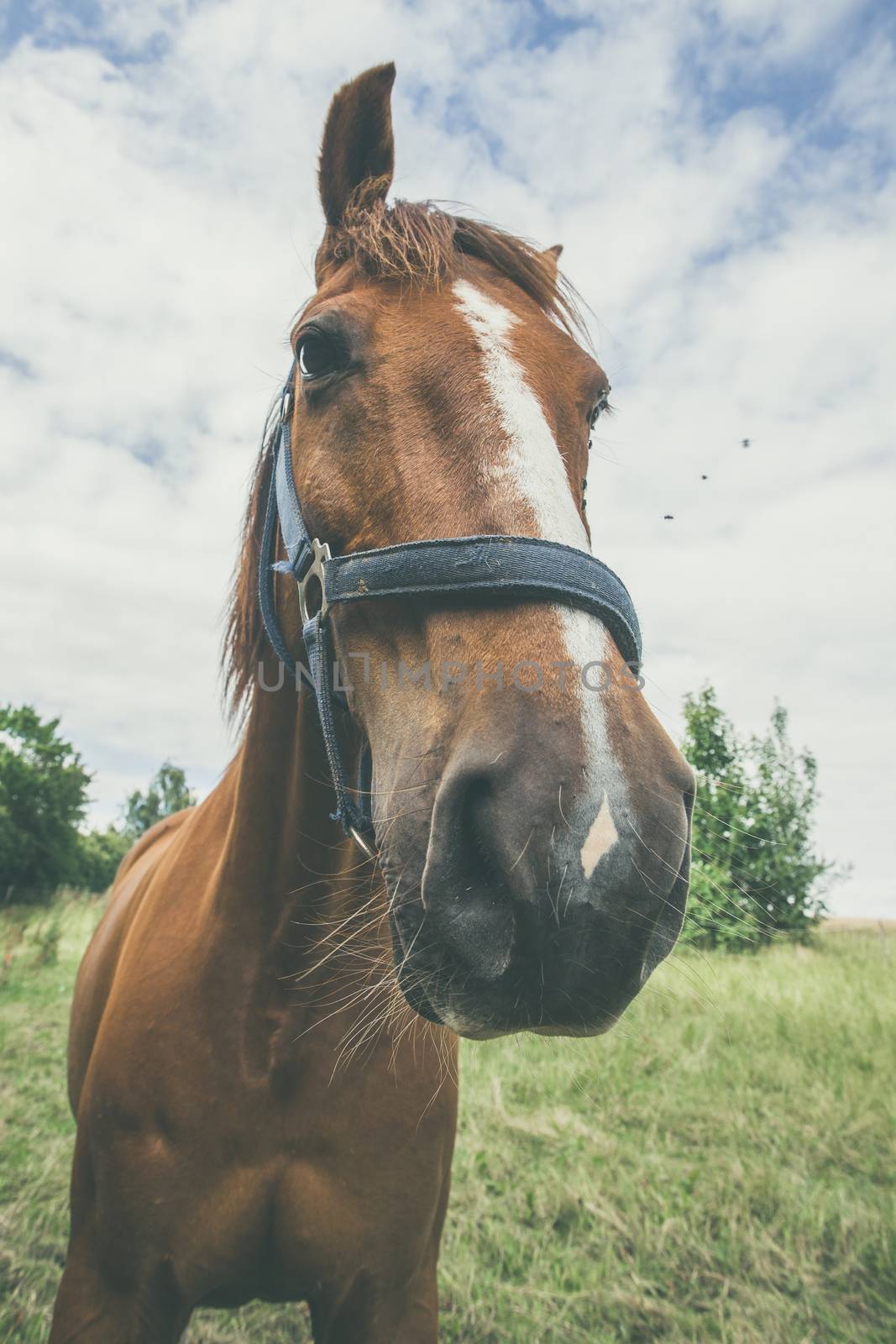 Close-up of a horse on a green field by Sportactive