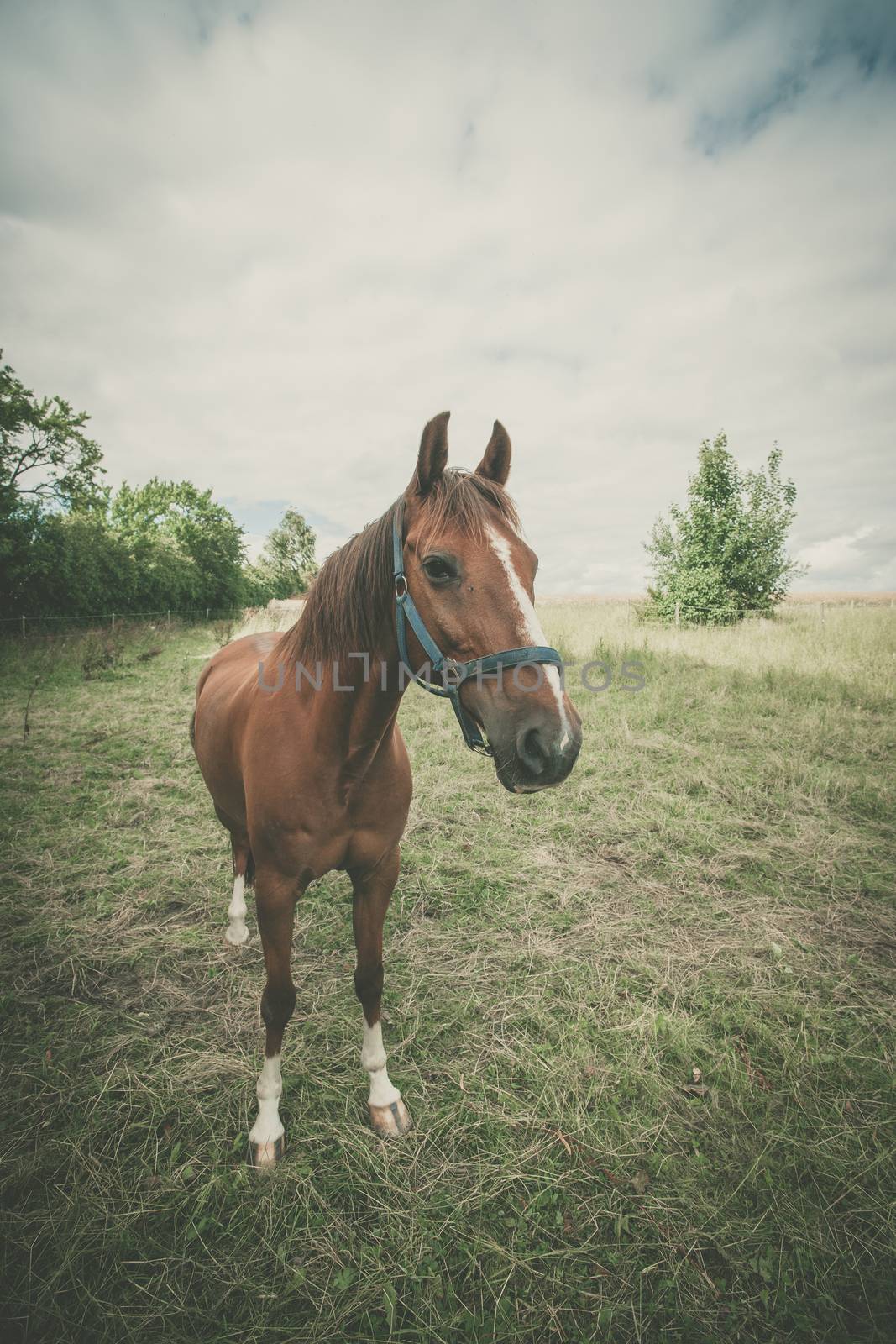 Brown horse on a green meadow by Sportactive