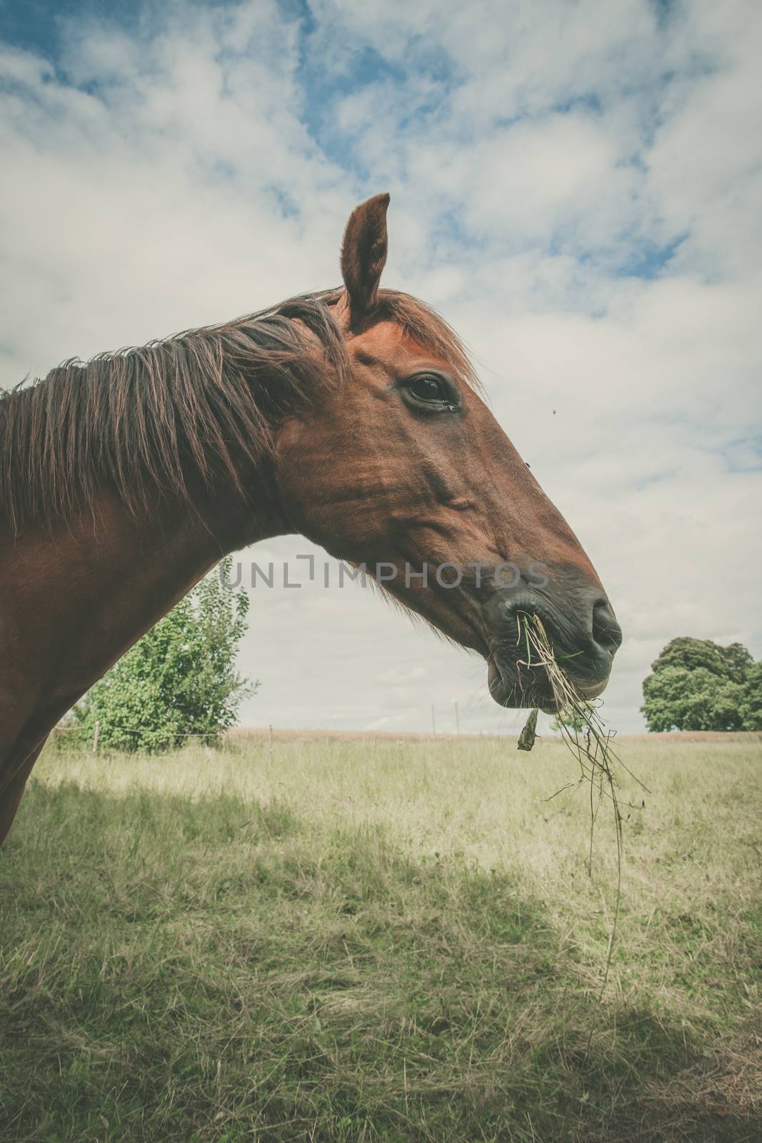 Horse eating grass on a green meadow in the summer
