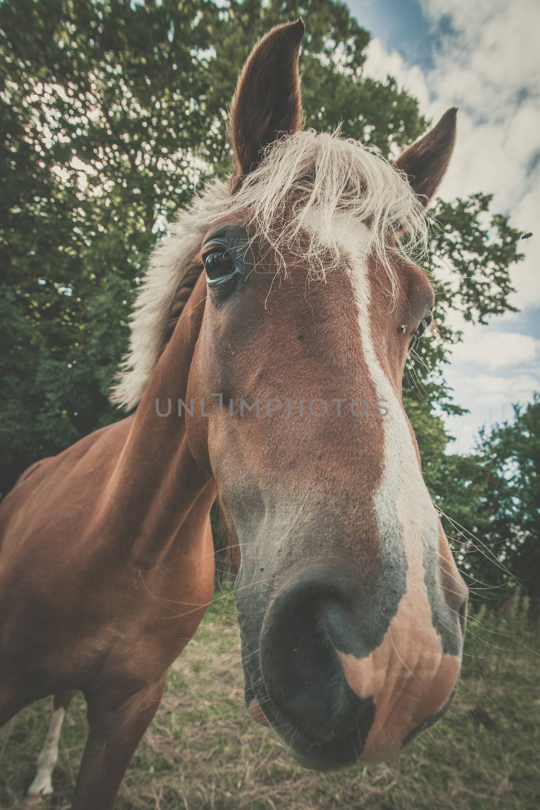 Horse with trendy haircut by Sportactive